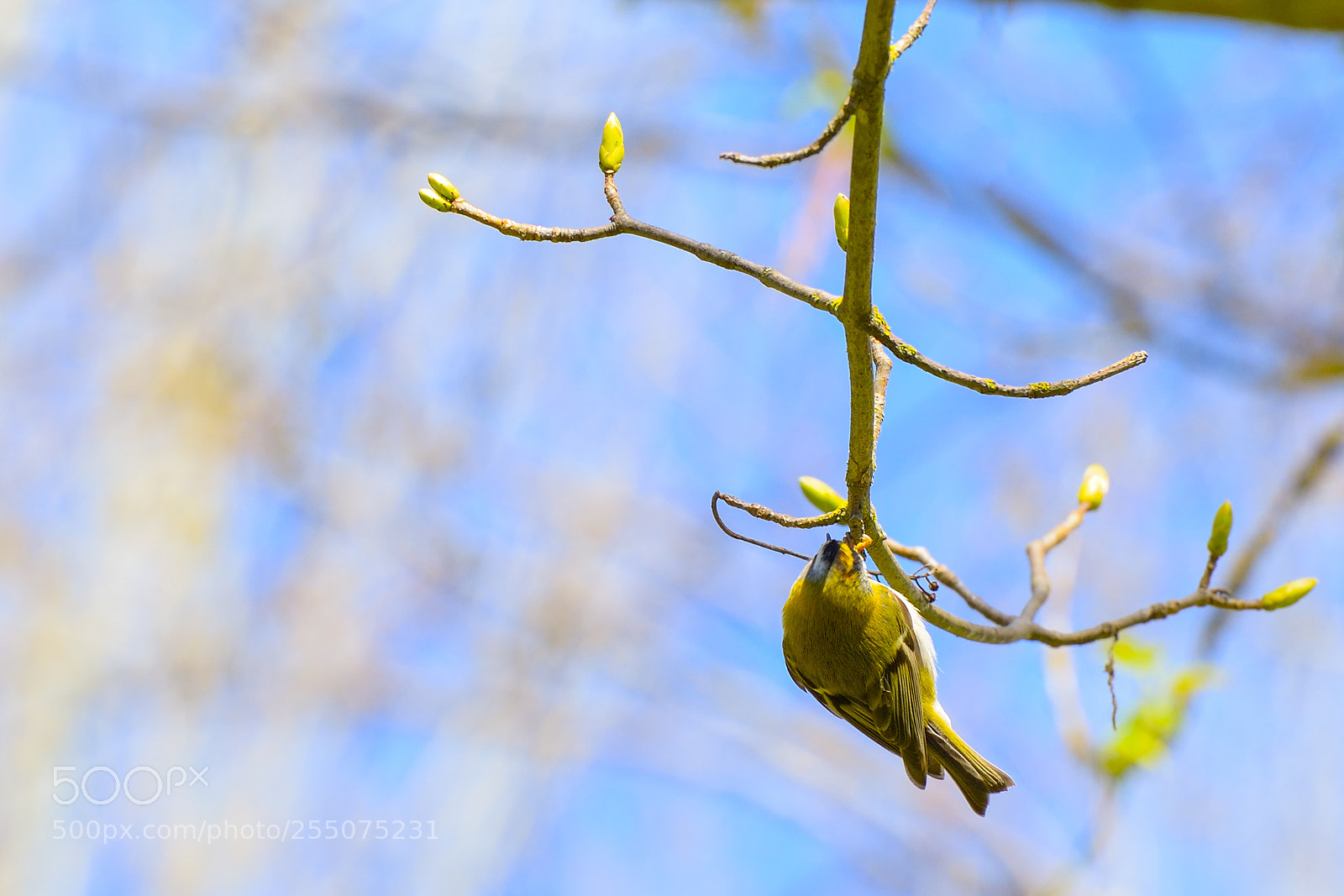 Nikon D800 sample photo. Invertido photography