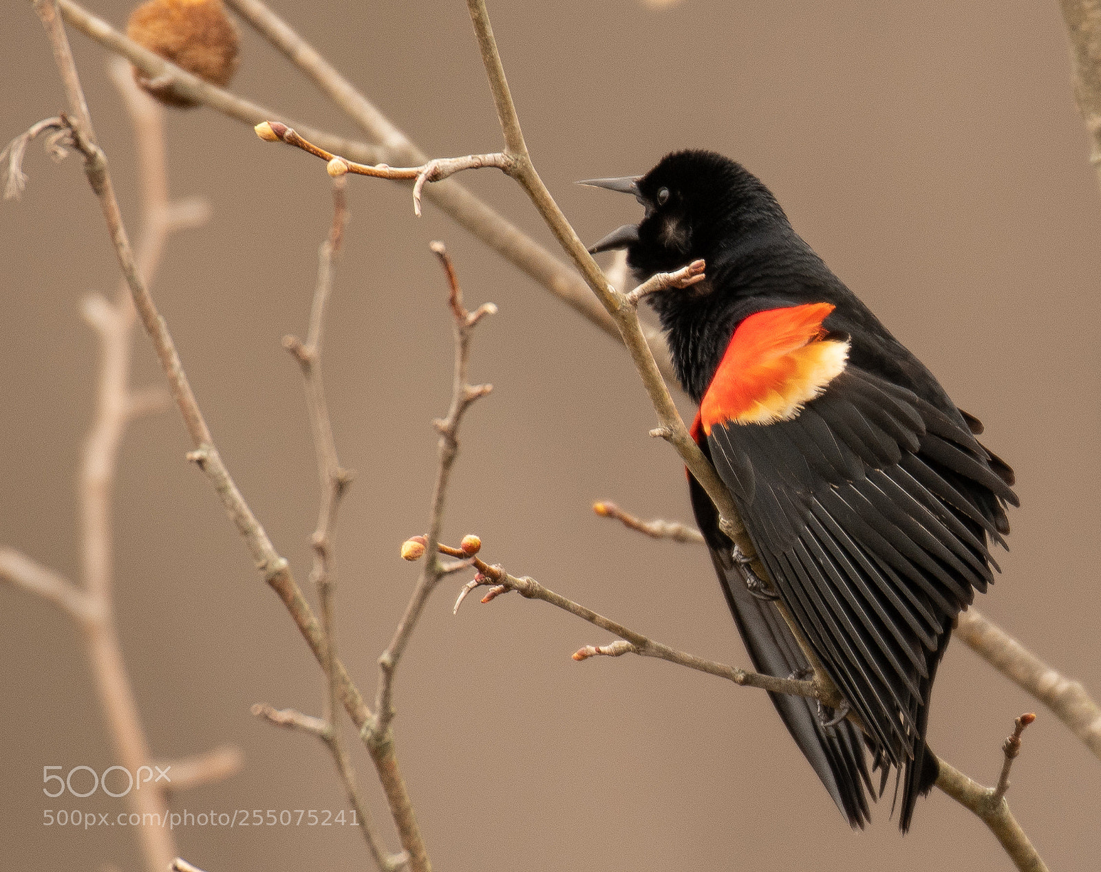 Nikon D850 sample photo. Red wing blackbirds are photography