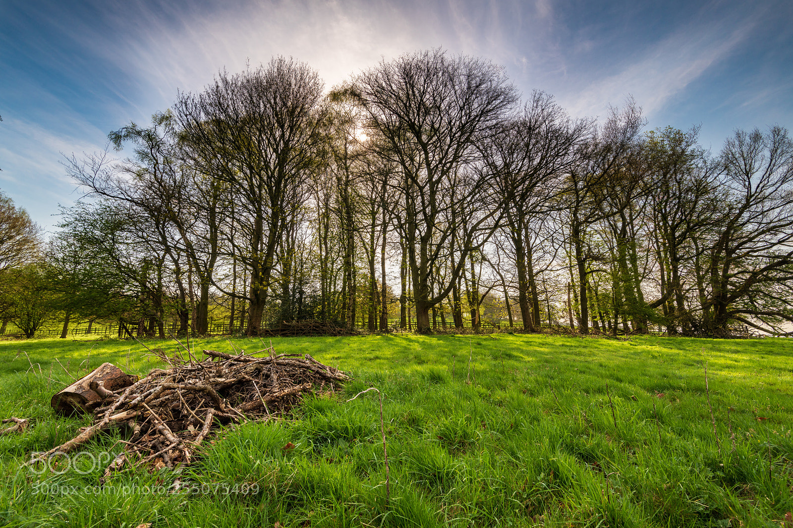 Nikon D850 sample photo. Spring sunshine photography