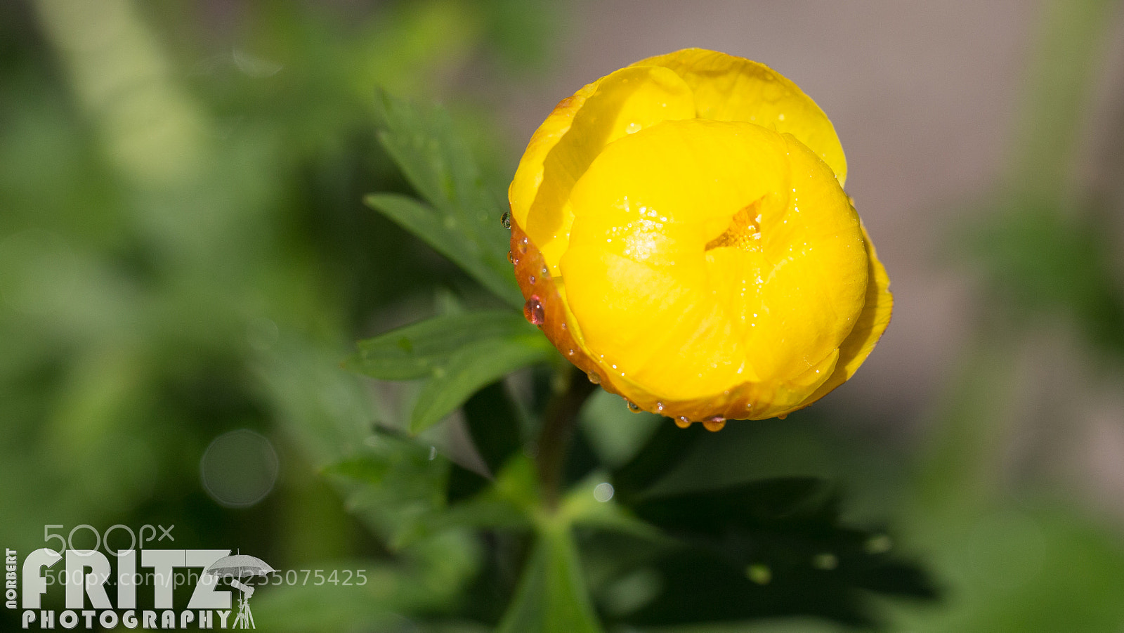 Canon EOS 6D sample photo. Trollblume im botanischen garten photography