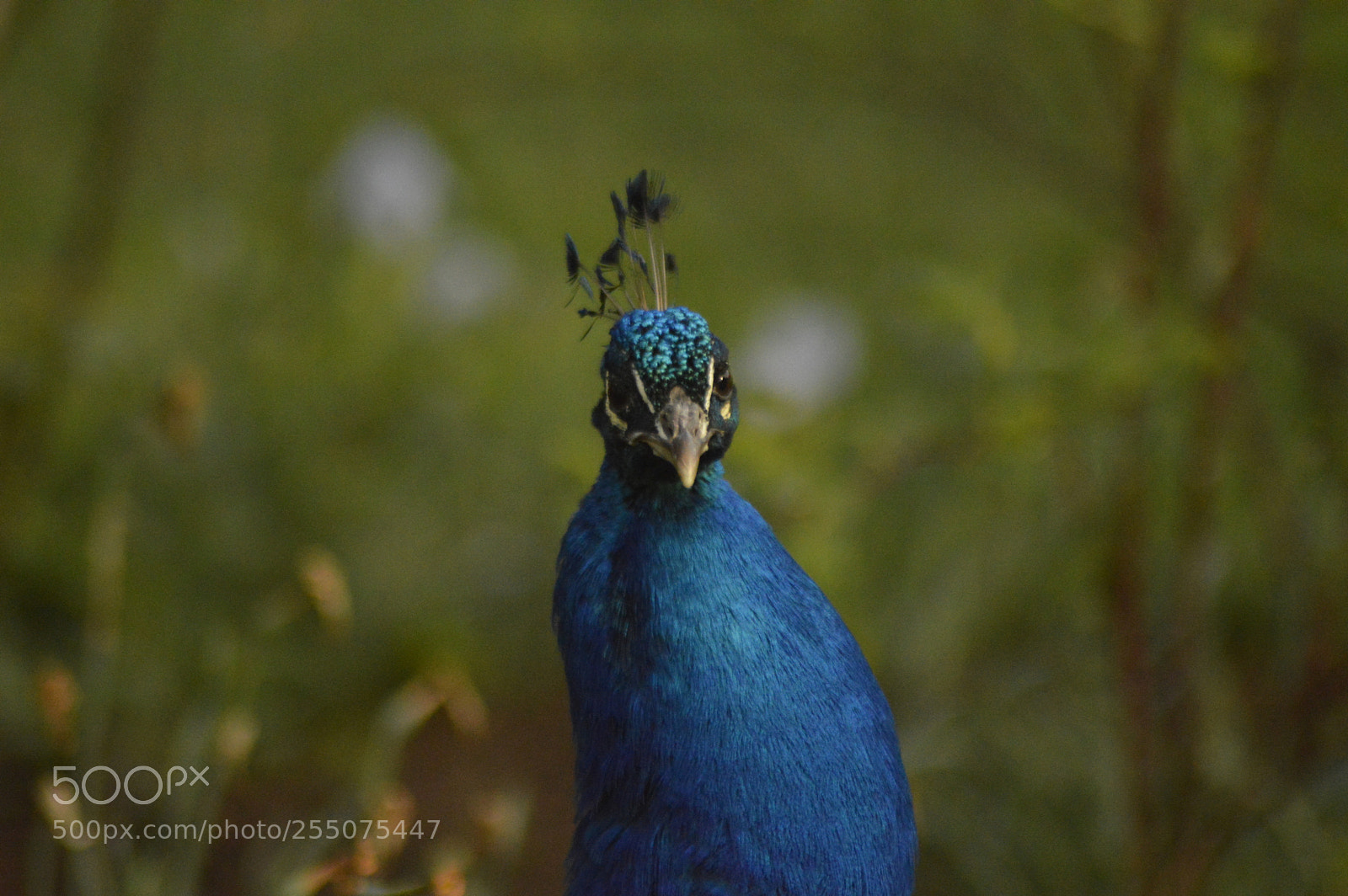 Nikon D3200 sample photo. Peacock photography