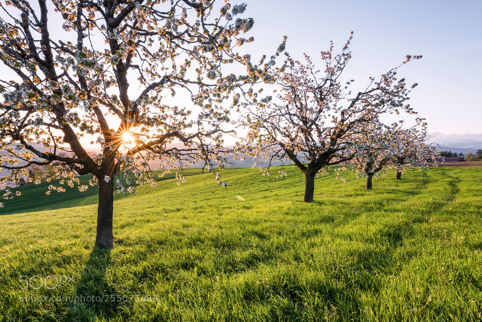 Nikon D810 sample photo. | "spring" | photography