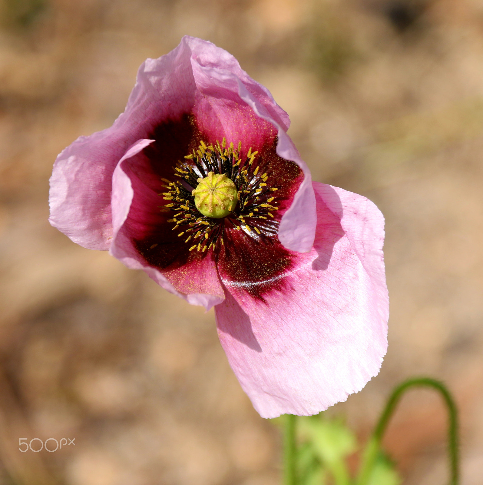 Canon EF-S 18-200mm F3.5-5.6 IS sample photo. Papoila rosa photography