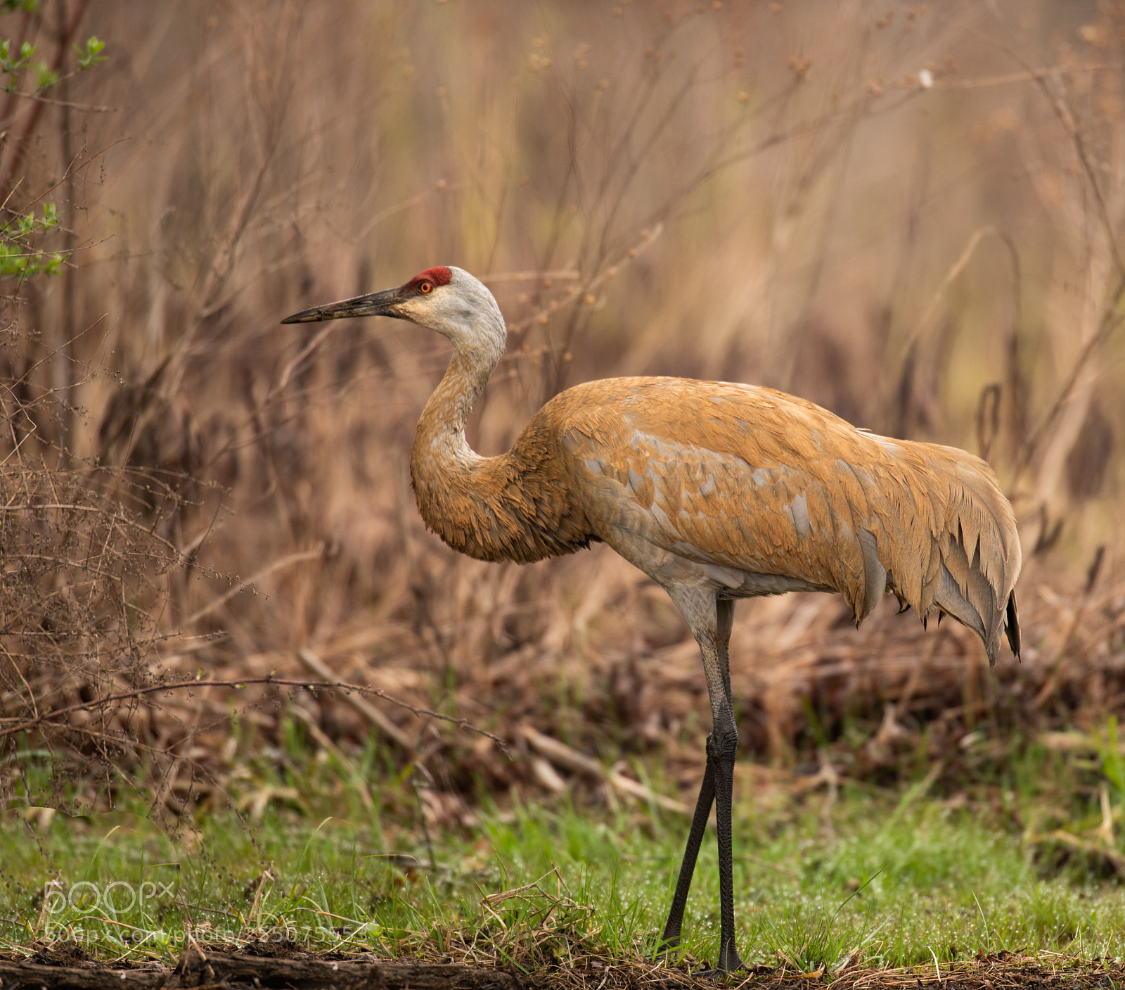 Nikon D850 sample photo. Beautiful sandhill crane! photography