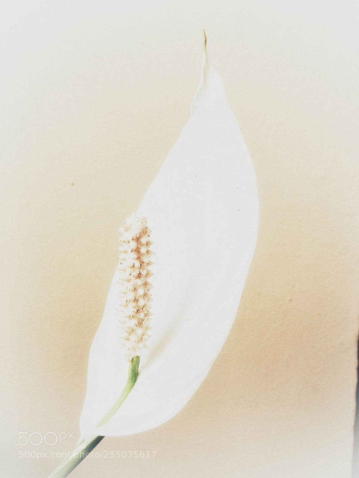 Apple iPhone 6s sample photo. Blanco photography