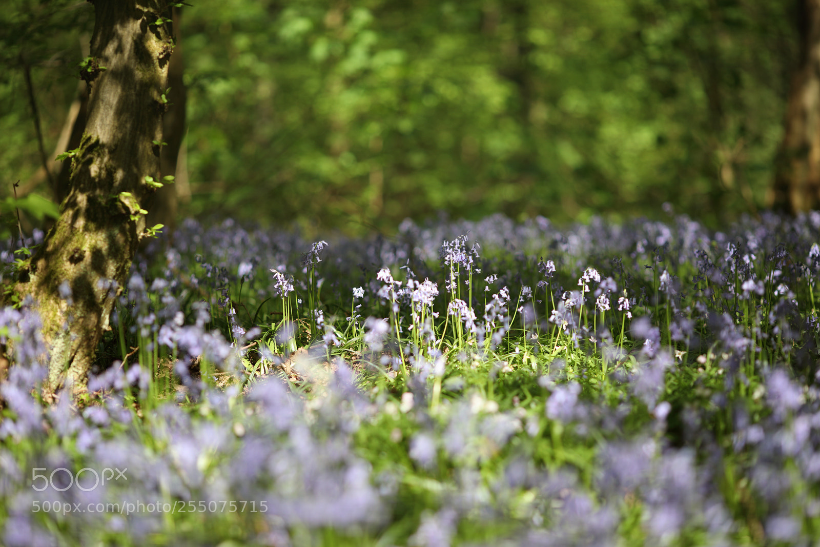Canon EOS 5D Mark IV sample photo. Hallerbos (2018) ii photography