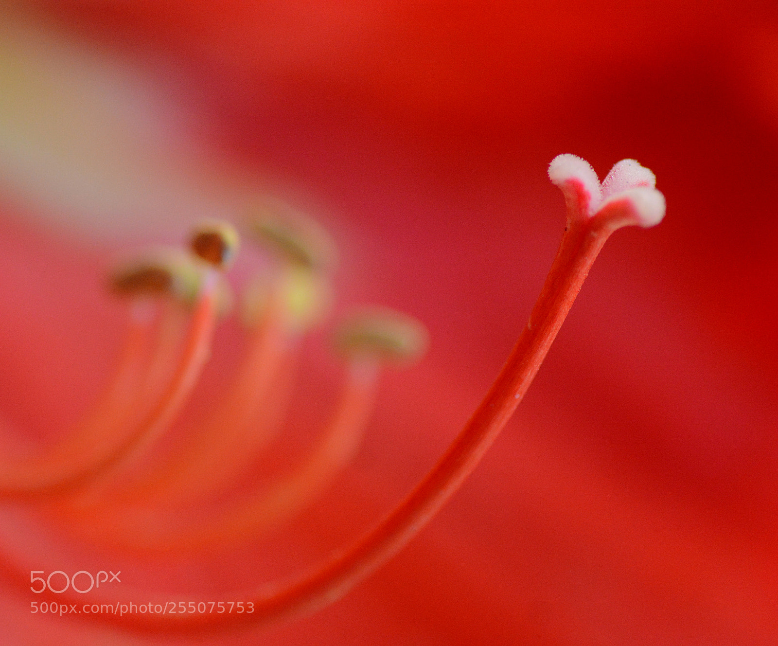 Nikon D7100 sample photo. Floral art photography