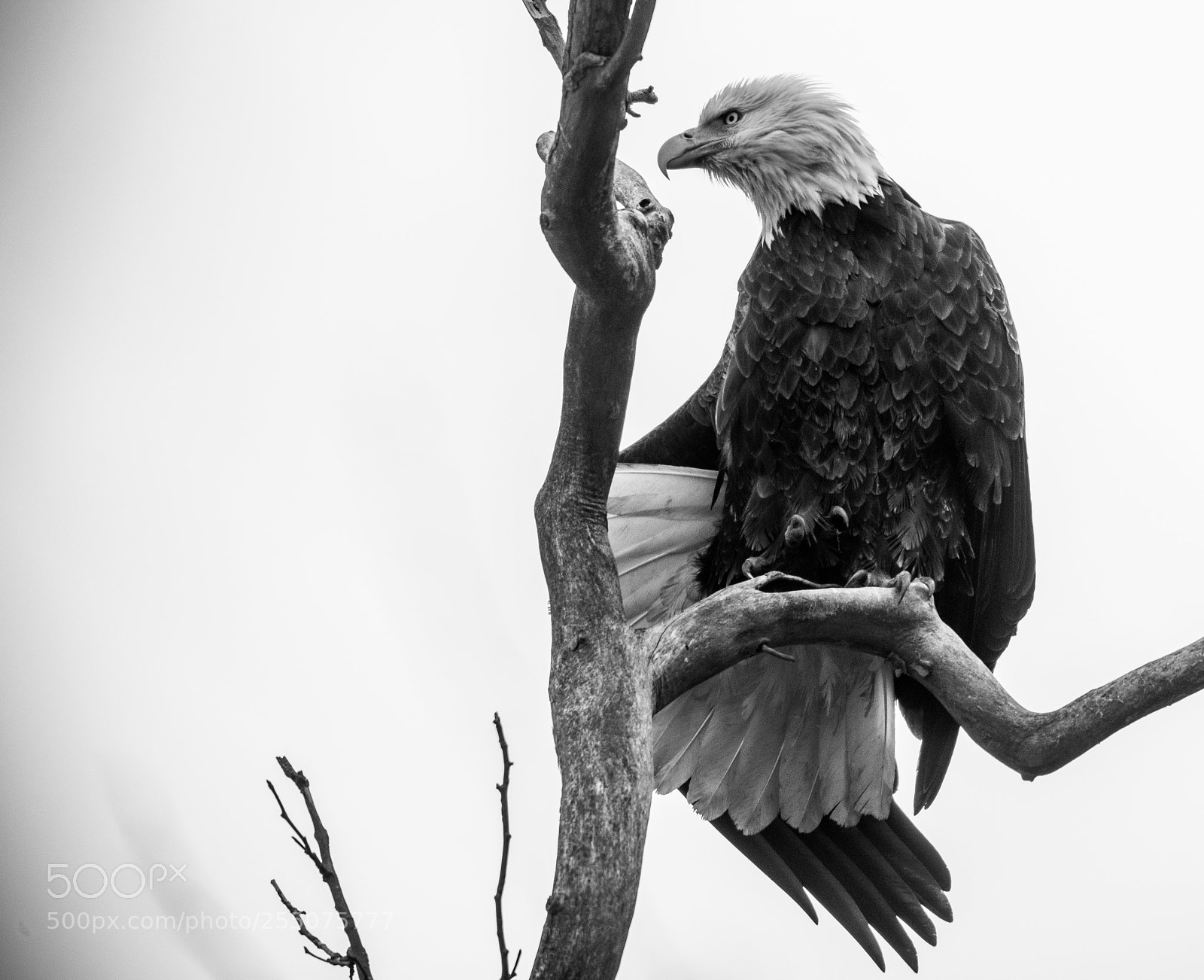 Nikon D850 sample photo. Bald eagle with one photography
