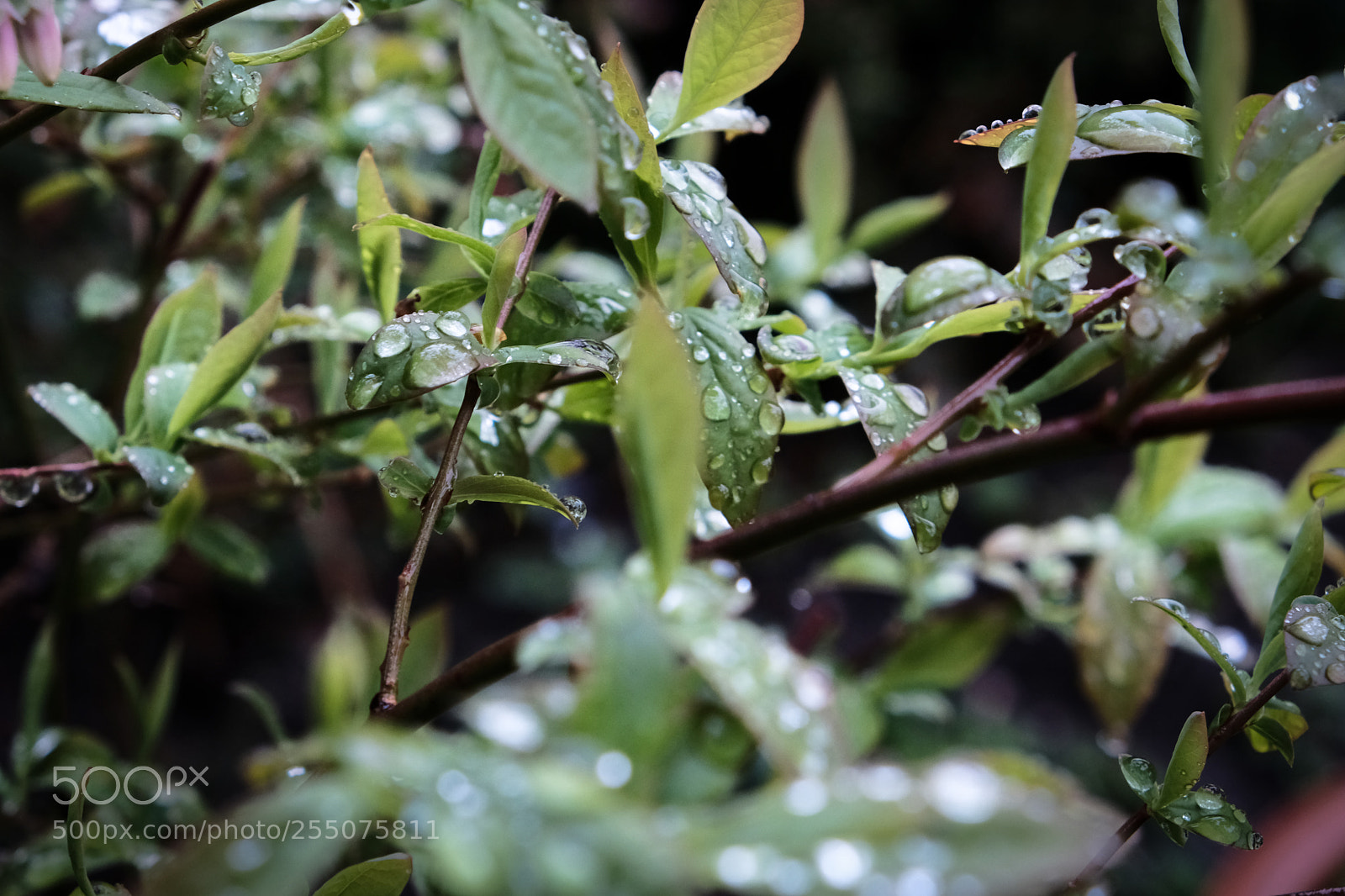 Fujifilm X-E3 sample photo. A rainy spring evening photography
