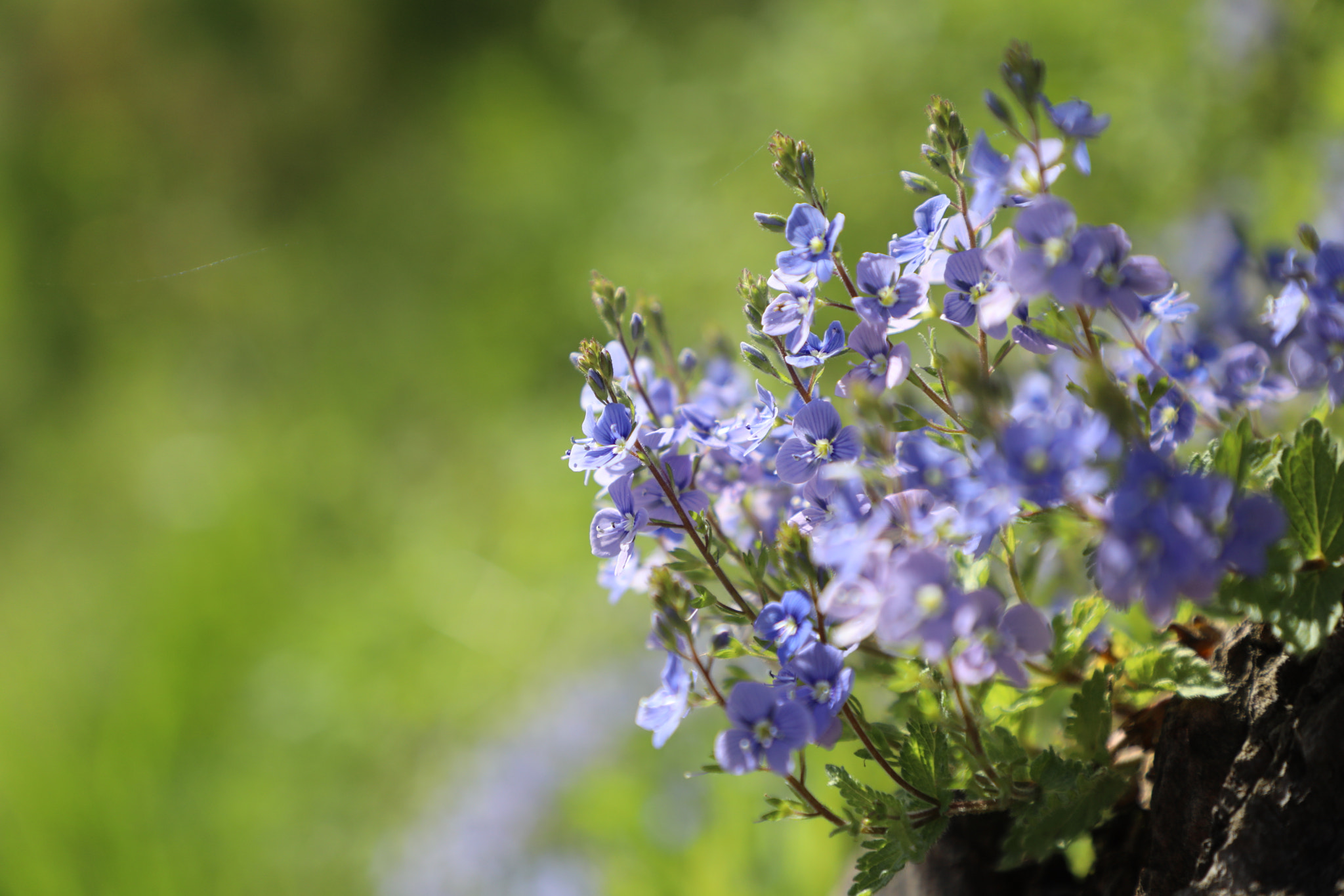 Canon EF 24-105mm F4L IS II USM sample photo. The nature beauty photography