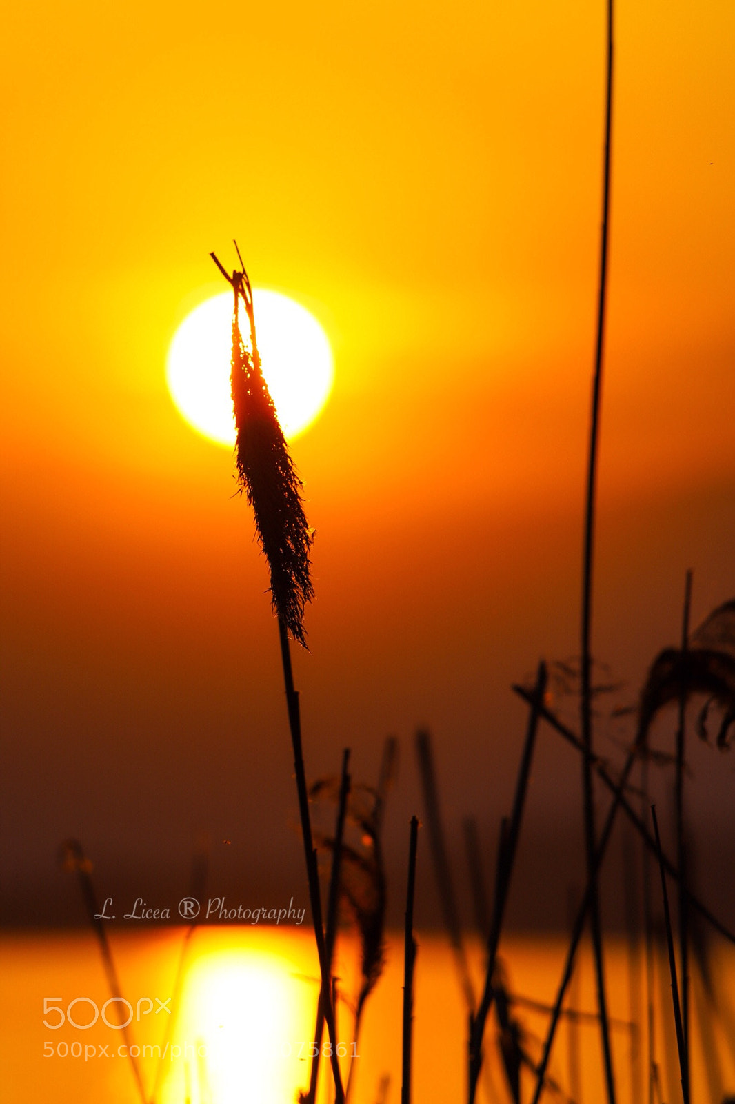 Canon EOS 6D Mark II sample photo. Caress of light 47 photography