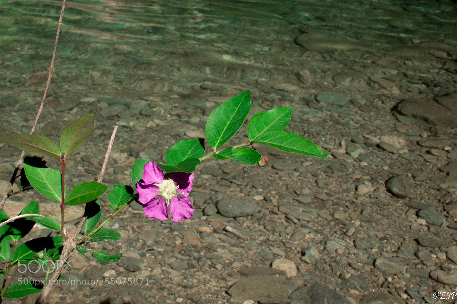 Nikon D3200 sample photo. Topes de collantes photography