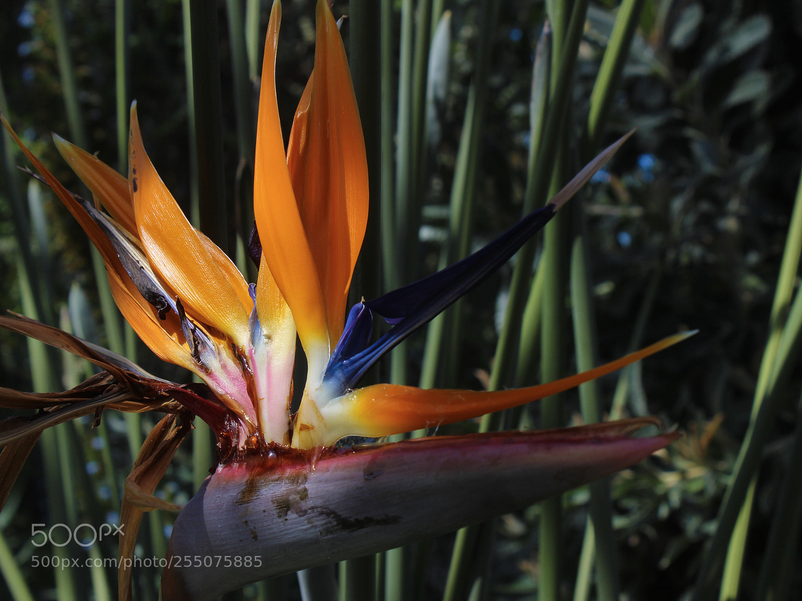 Canon EOS 600D (Rebel EOS T3i / EOS Kiss X5) sample photo. Paradise photography