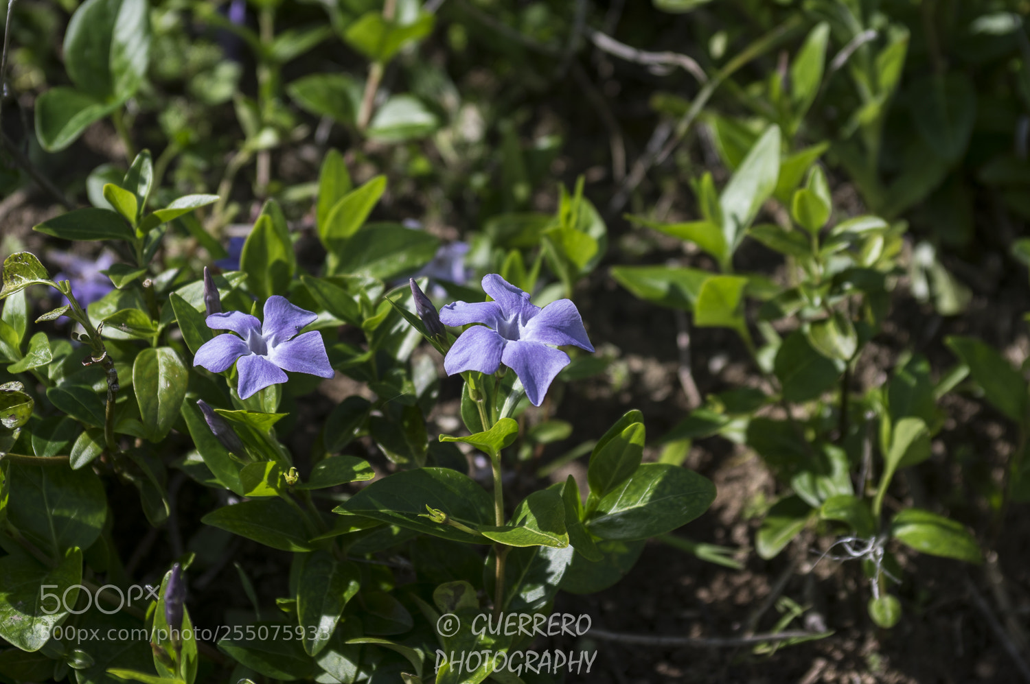 Pentax K-3 II sample photo. Flores silvestres photography