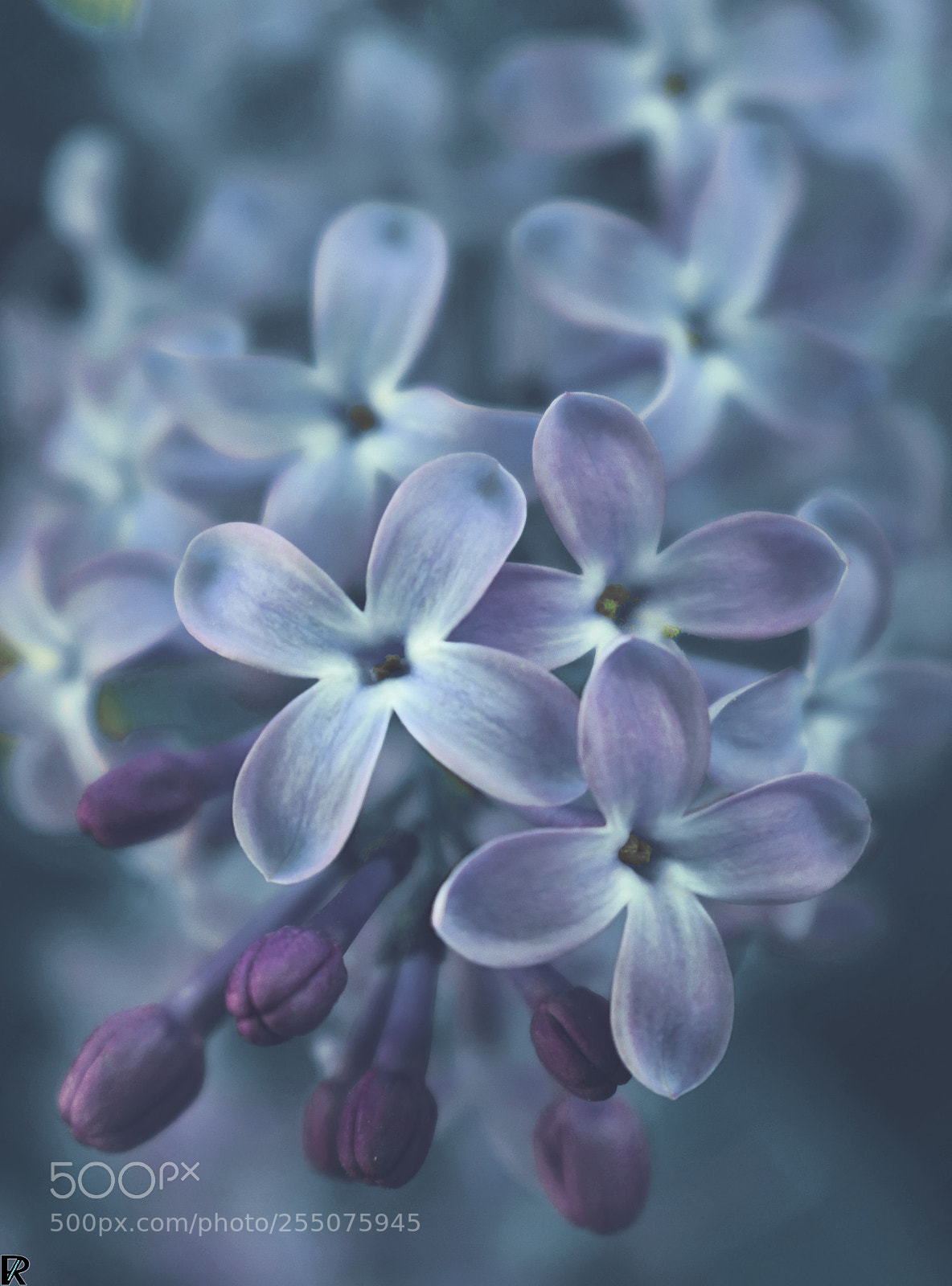 Nikon D3300 sample photo. Lilac | spring2018: flowers & blossoms photography