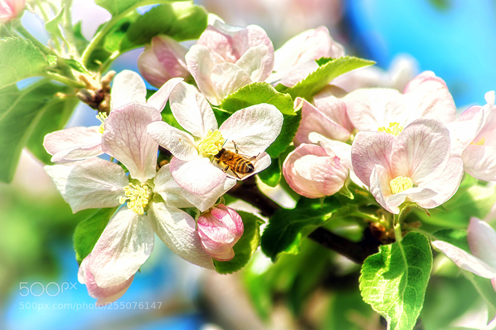 Sony SLT-A58 sample photo. Short rest photography