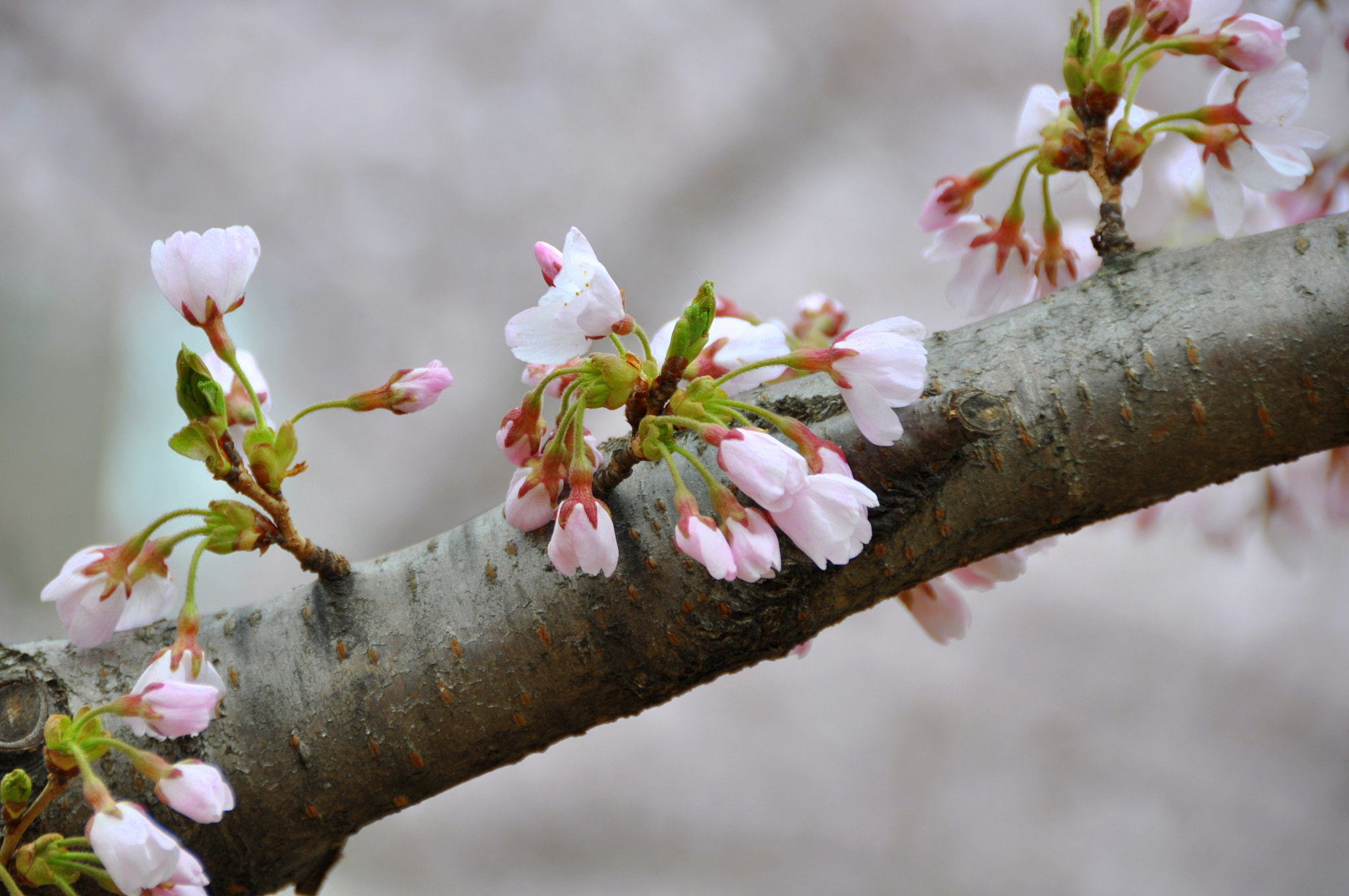 Nikon D90 sample photo. A photography