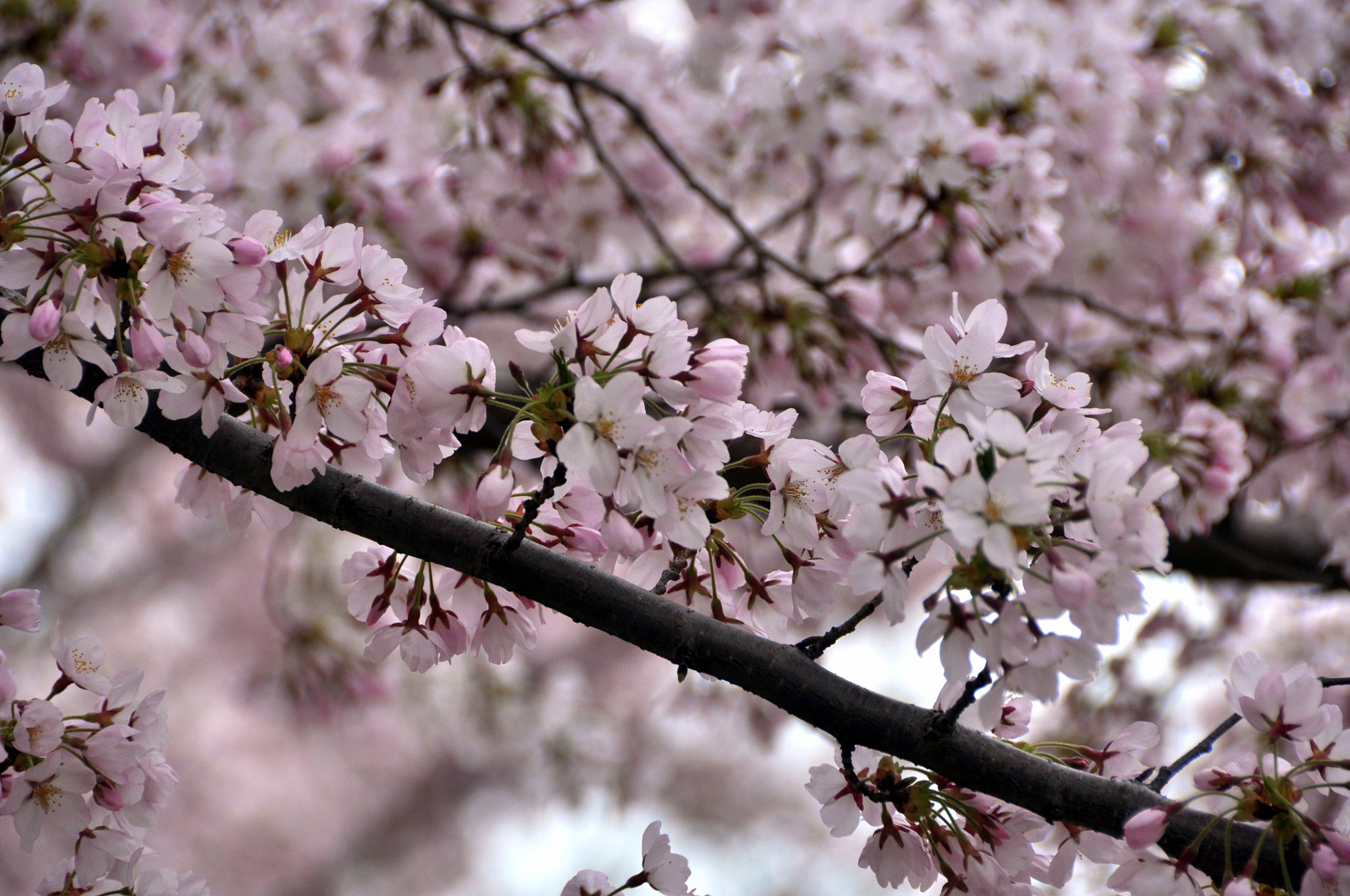 Nikon D90 sample photo. A photography