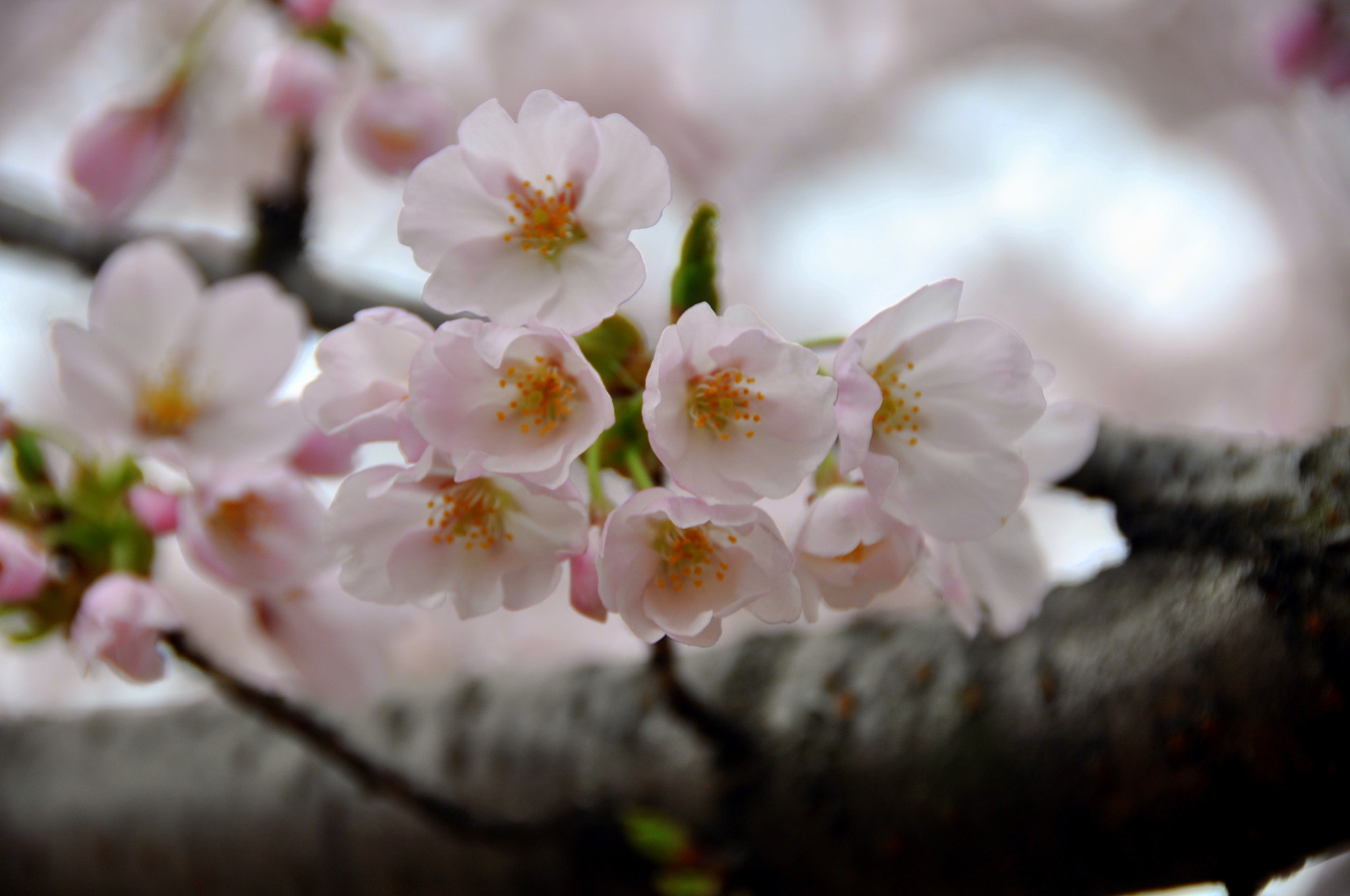 Nikon D90 sample photo. A photography