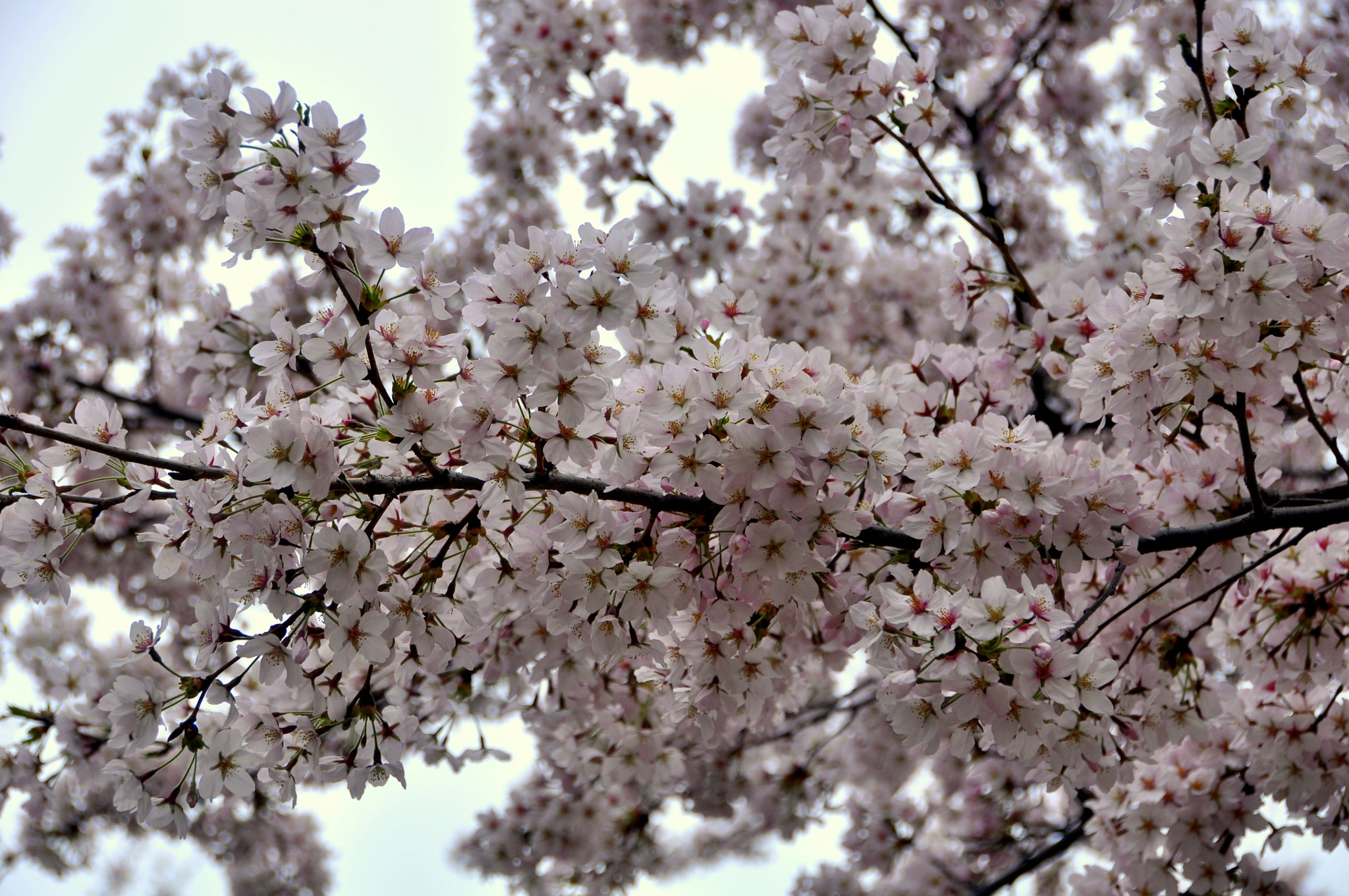 Nikon D90 sample photo. A photography