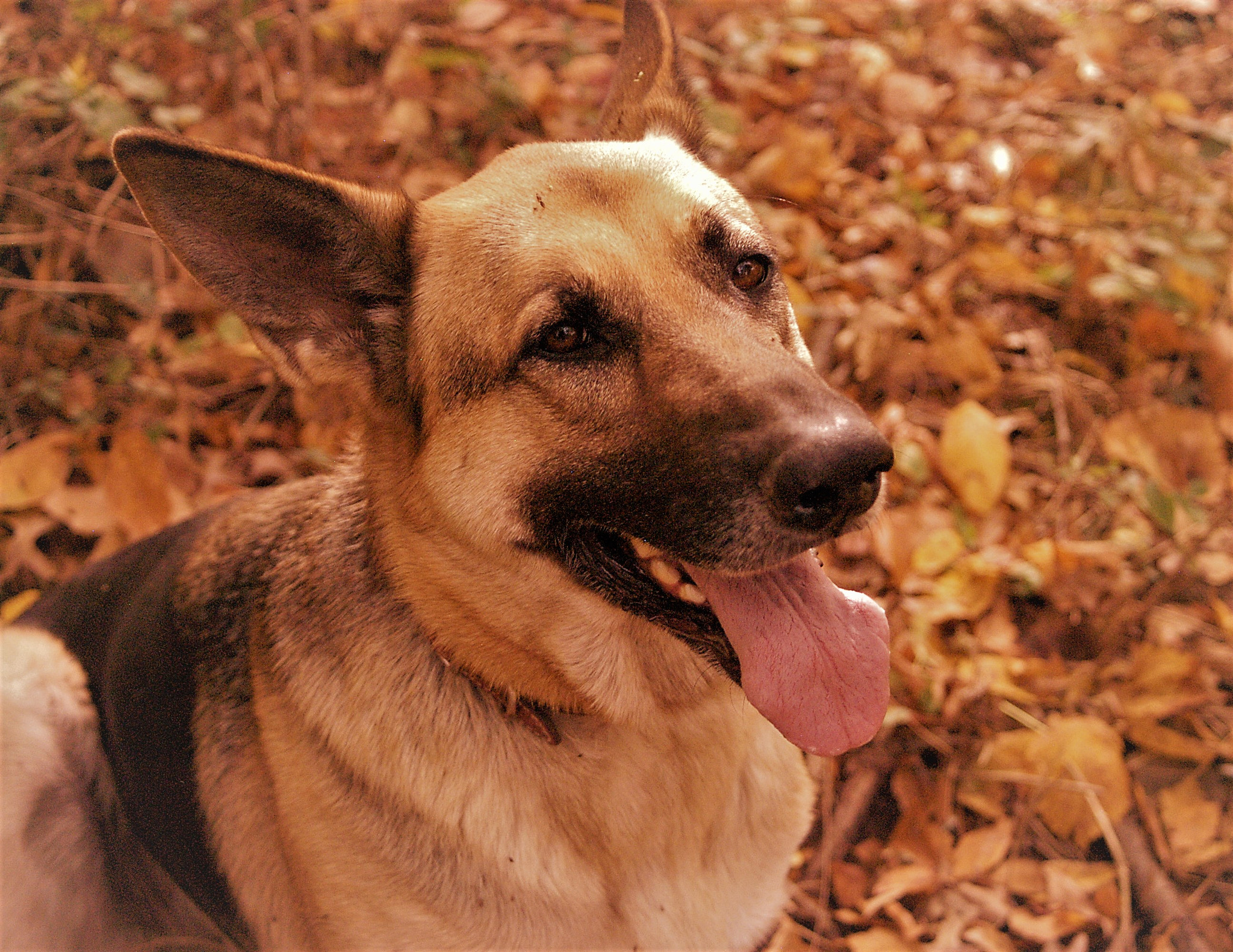 Nikon D100 + AF Zoom-Nikkor 28-80mm f/3.5-5.6D sample photo. Fall dog photography