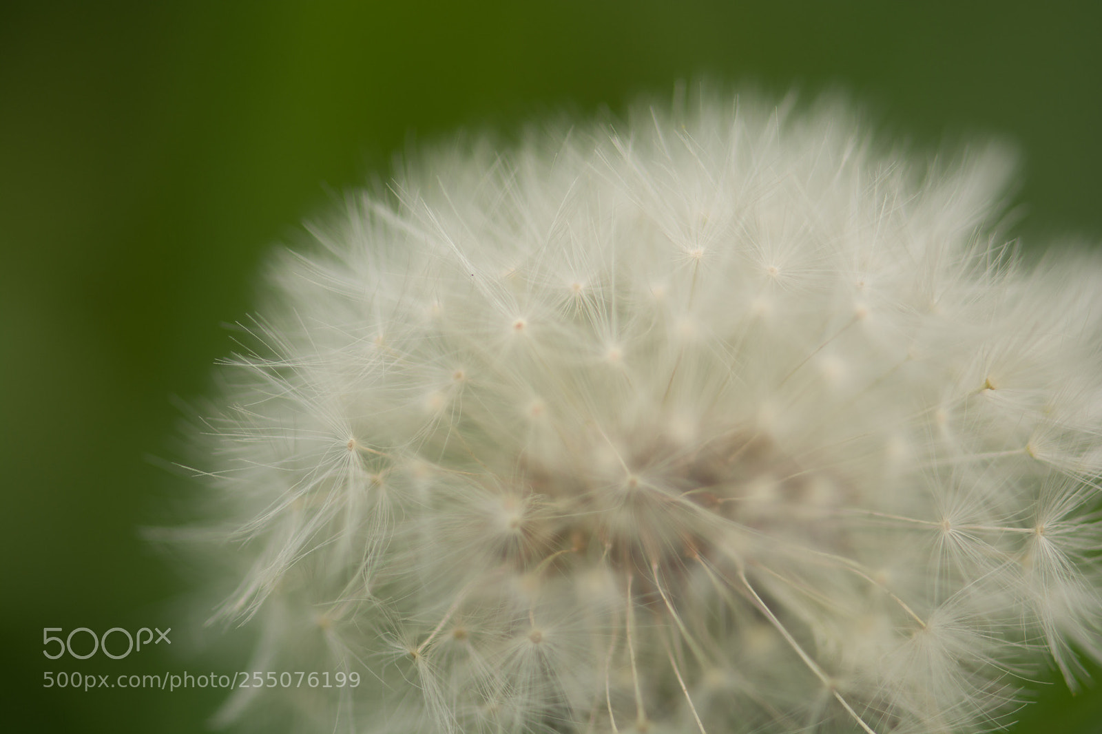 Nikon D7100 sample photo. Fluffy dandelion photography