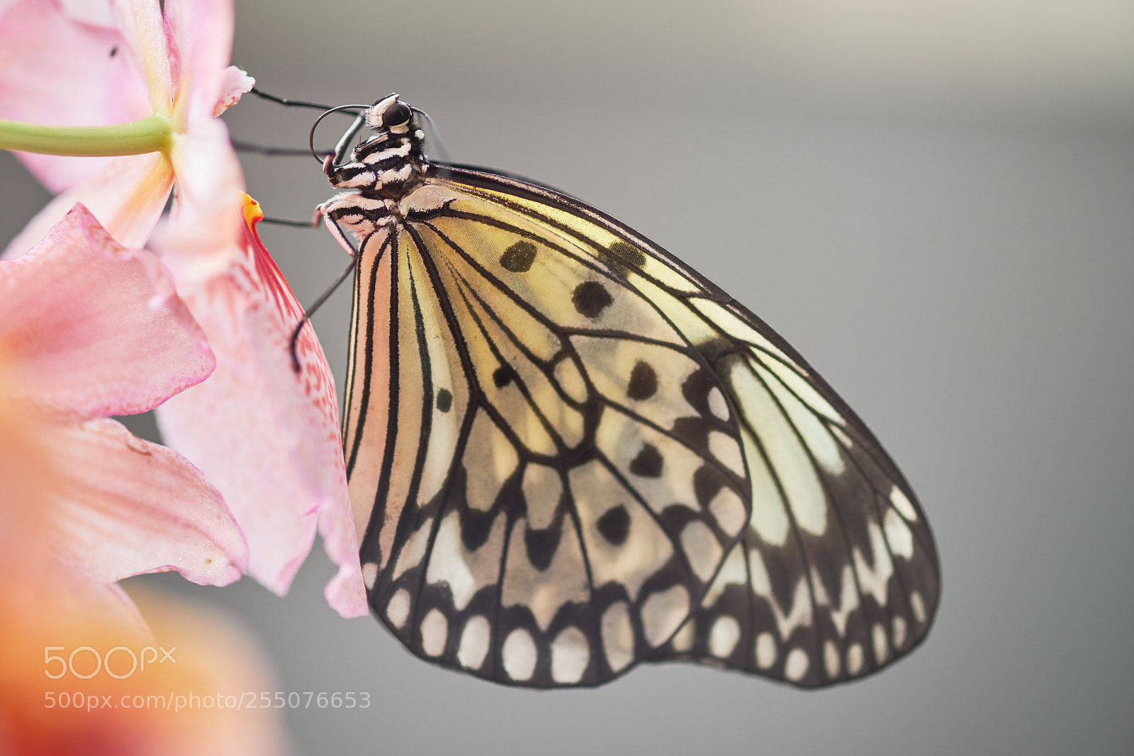 Fujifilm X-T20 sample photo. White butterfly photography