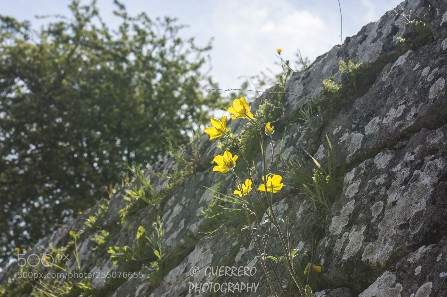 Pentax K-3 II sample photo. Contraluces photography