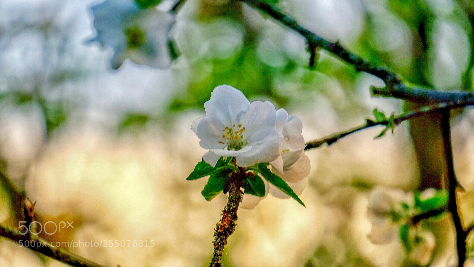 Fujifilm X-E3 sample photo. Spring impression .... photography