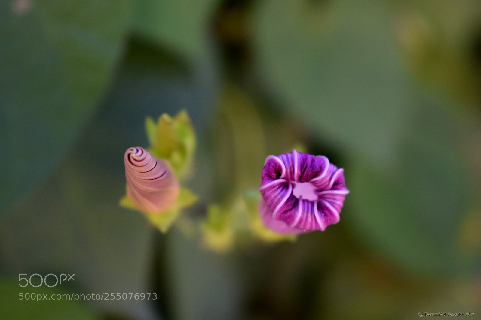 Nikon D5300 sample photo. Flowers photography