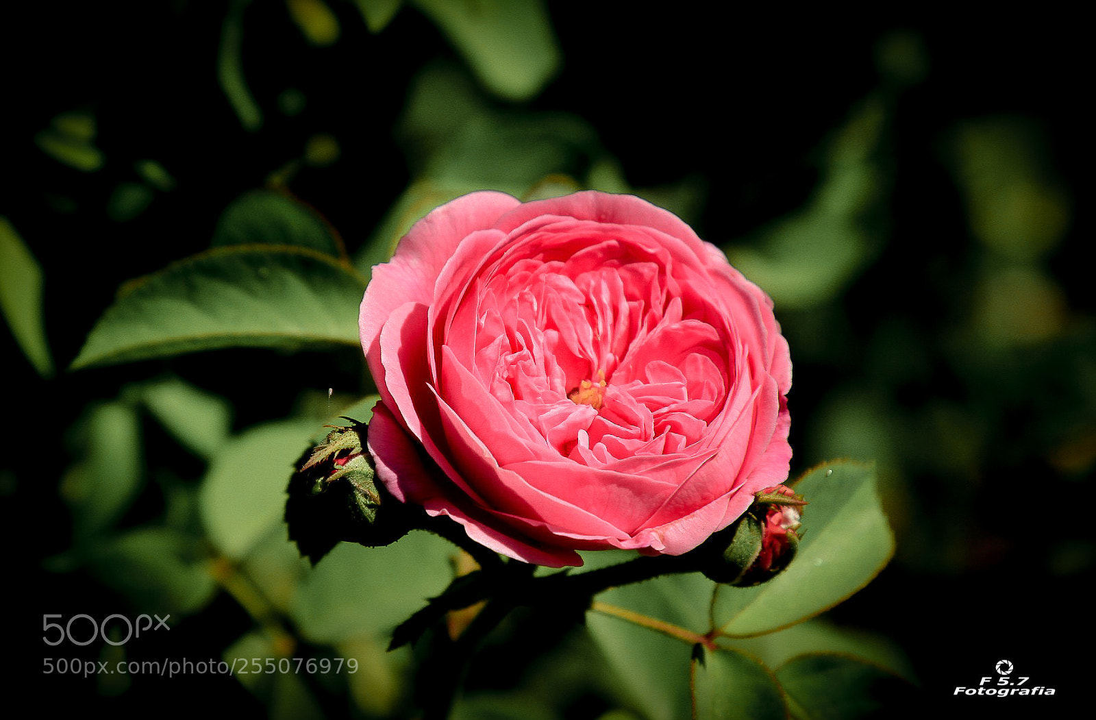 Canon EOS 7D sample photo. Flores 4 - parque photography