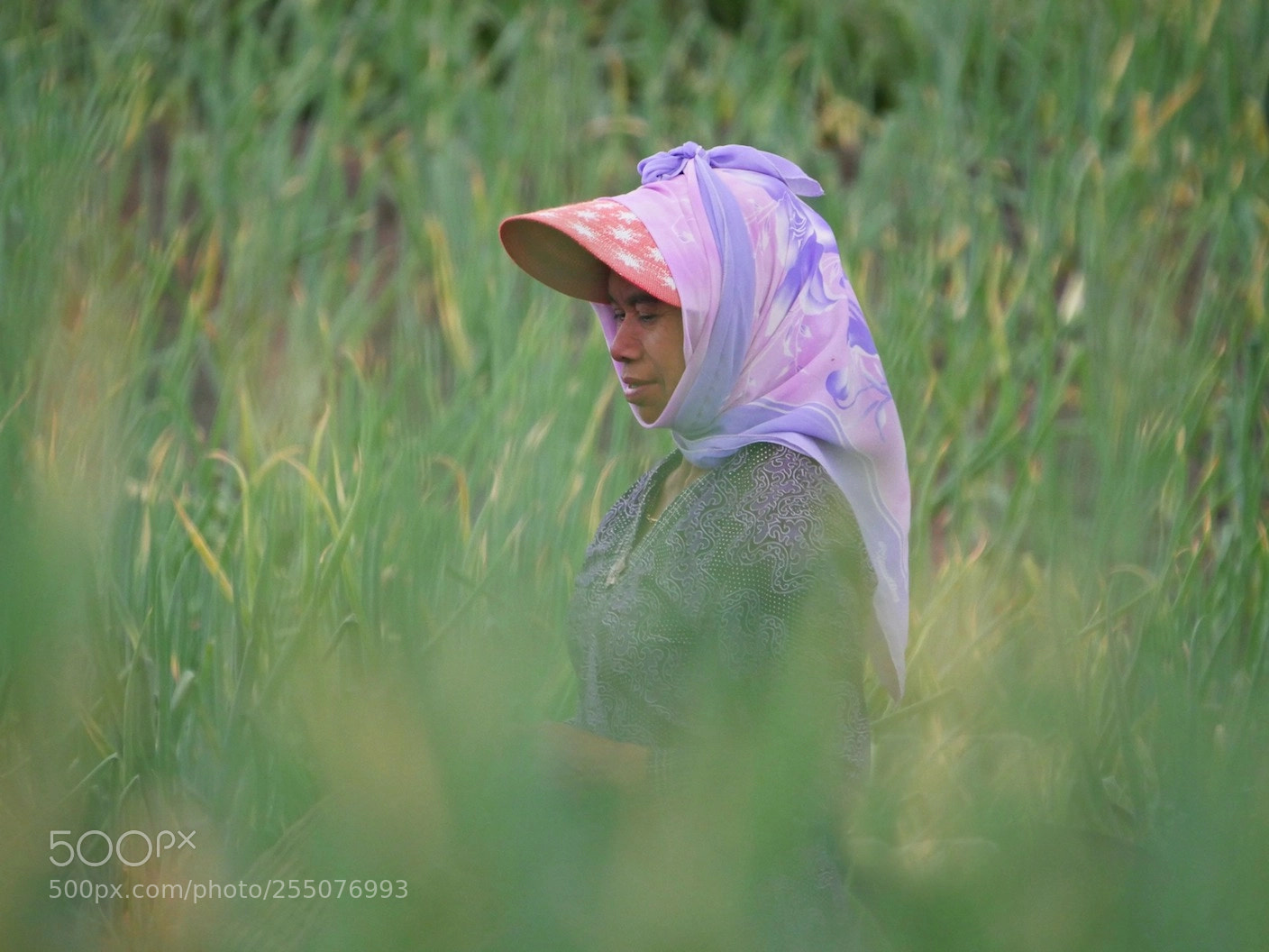 Panasonic Lumix DMC-GH4 sample photo. Field worker photography