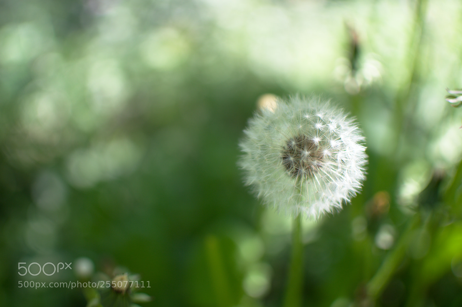 Nikon D3200 + Nikon AF-S DX Nikkor 35mm F1.8G sample photo. Dandelion macro - nature photography