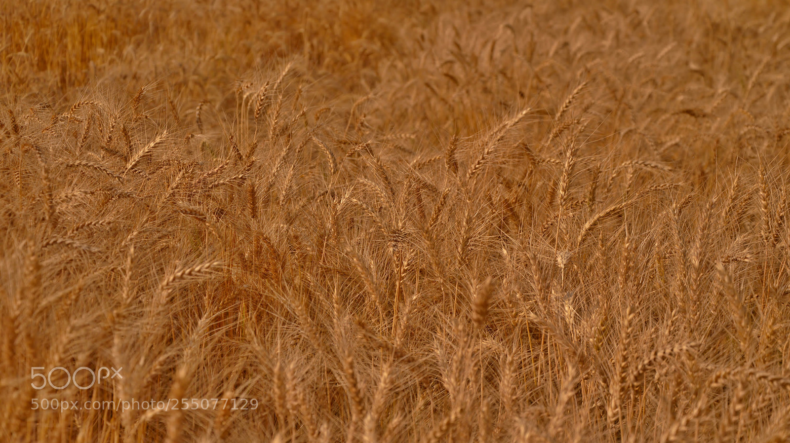 Nikon D3200 sample photo. Farmers gold photography