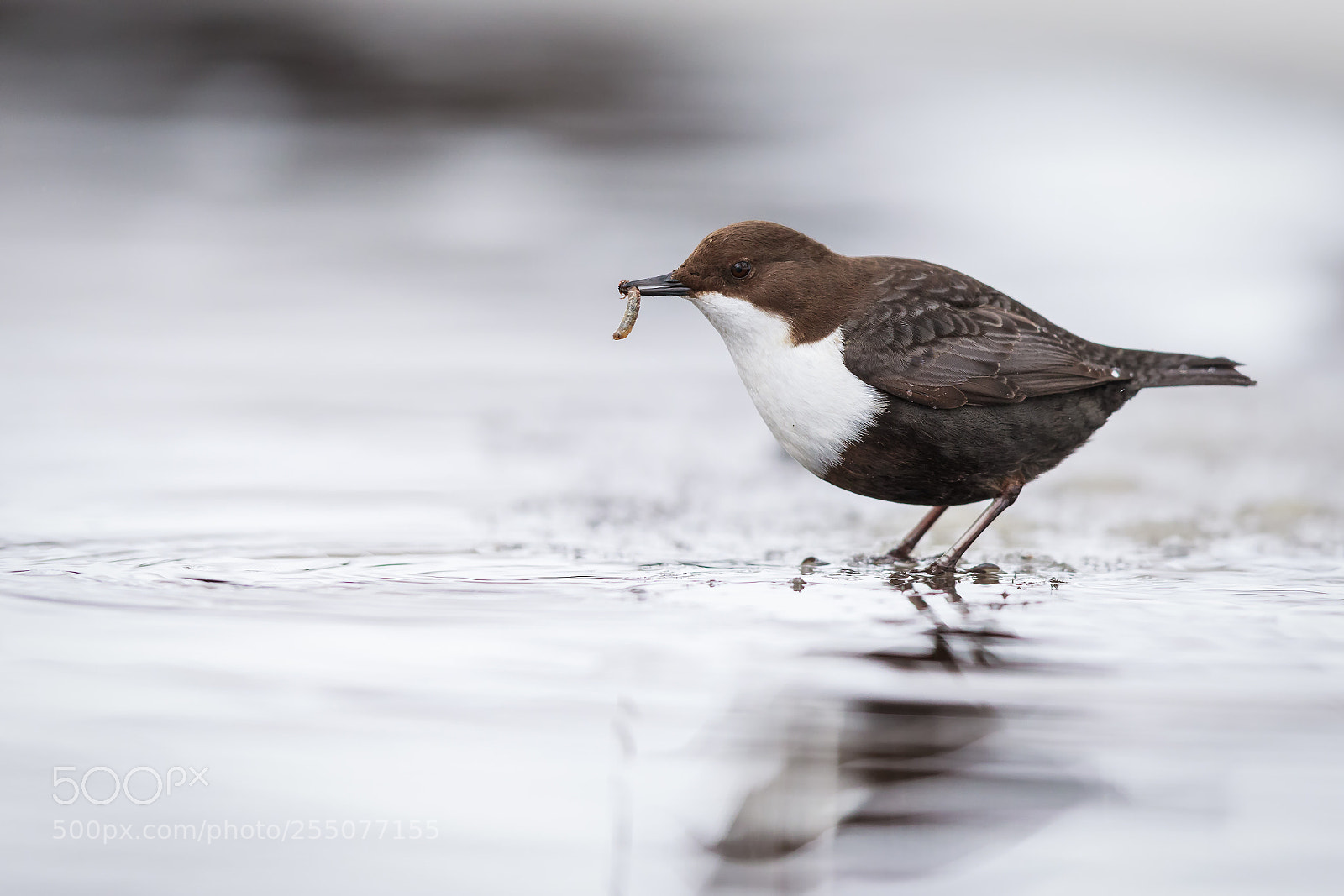 Canon EOS 5D Mark IV sample photo. White-throated dipper with catch photography