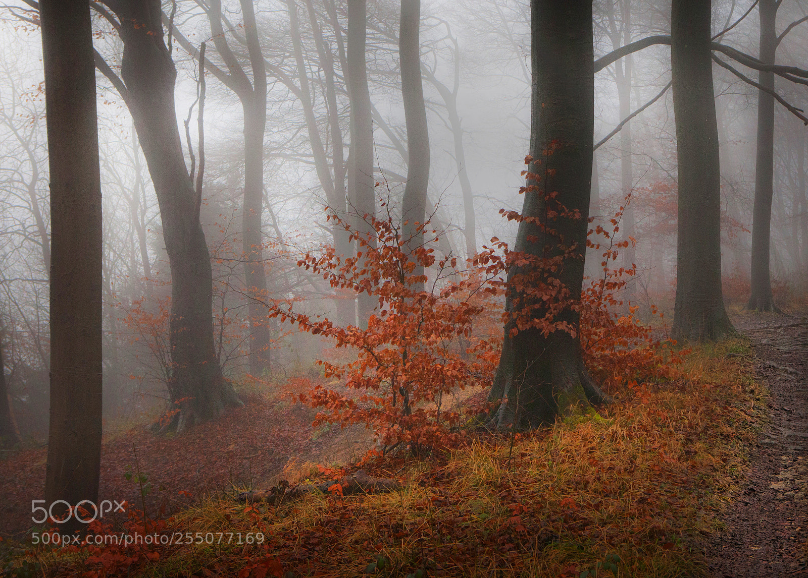 Canon EOS 5D Mark II sample photo. Into the misty woods photography