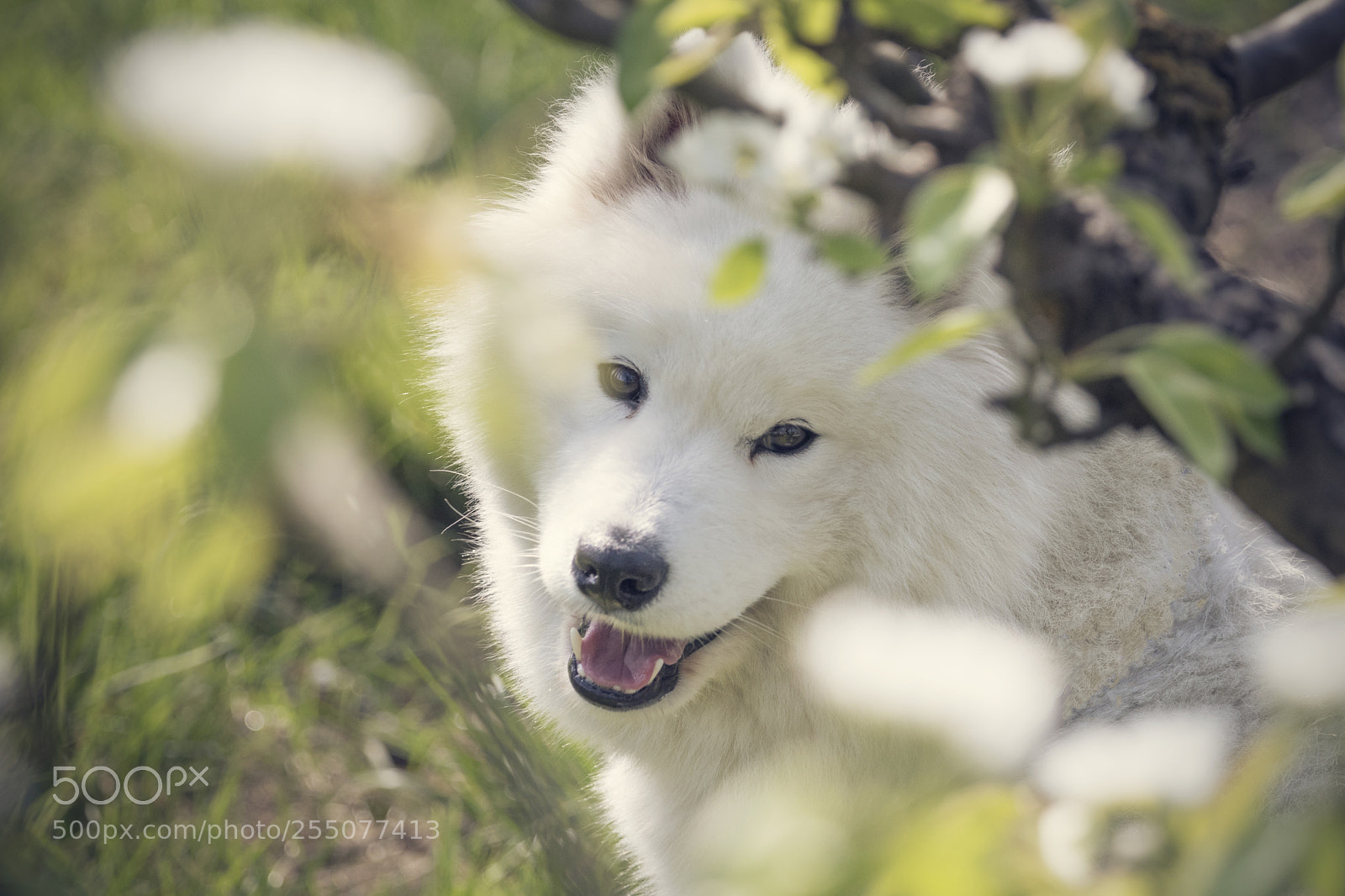Canon EOS 80D sample photo. Springtime photography