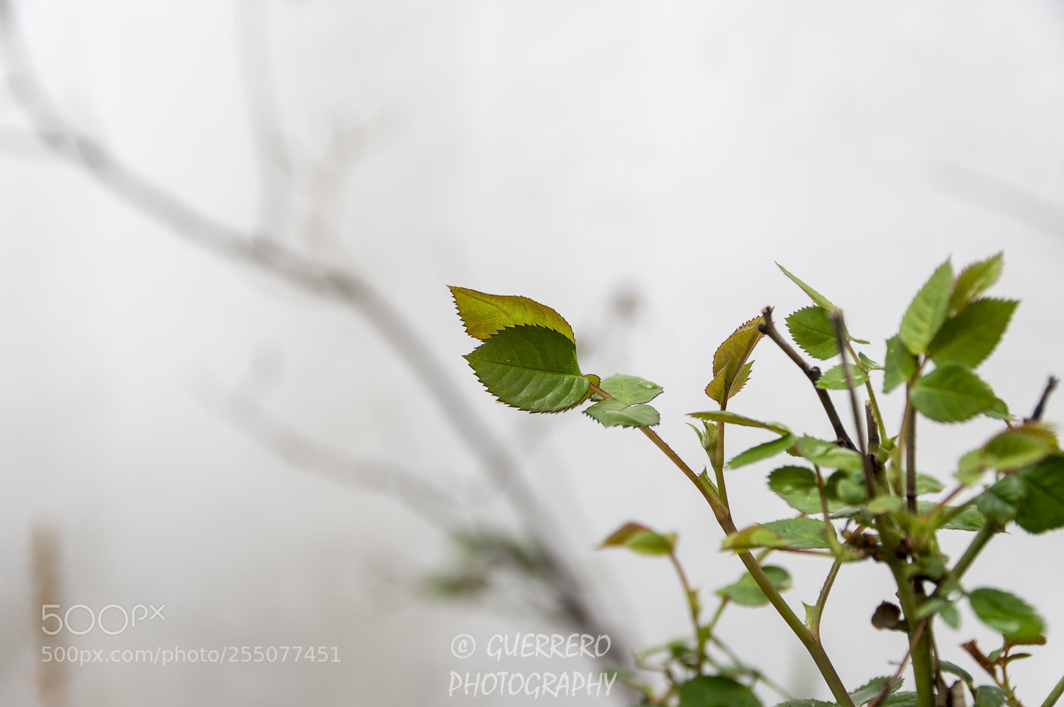 Pentax K-3 II sample photo. Desenfoques photography