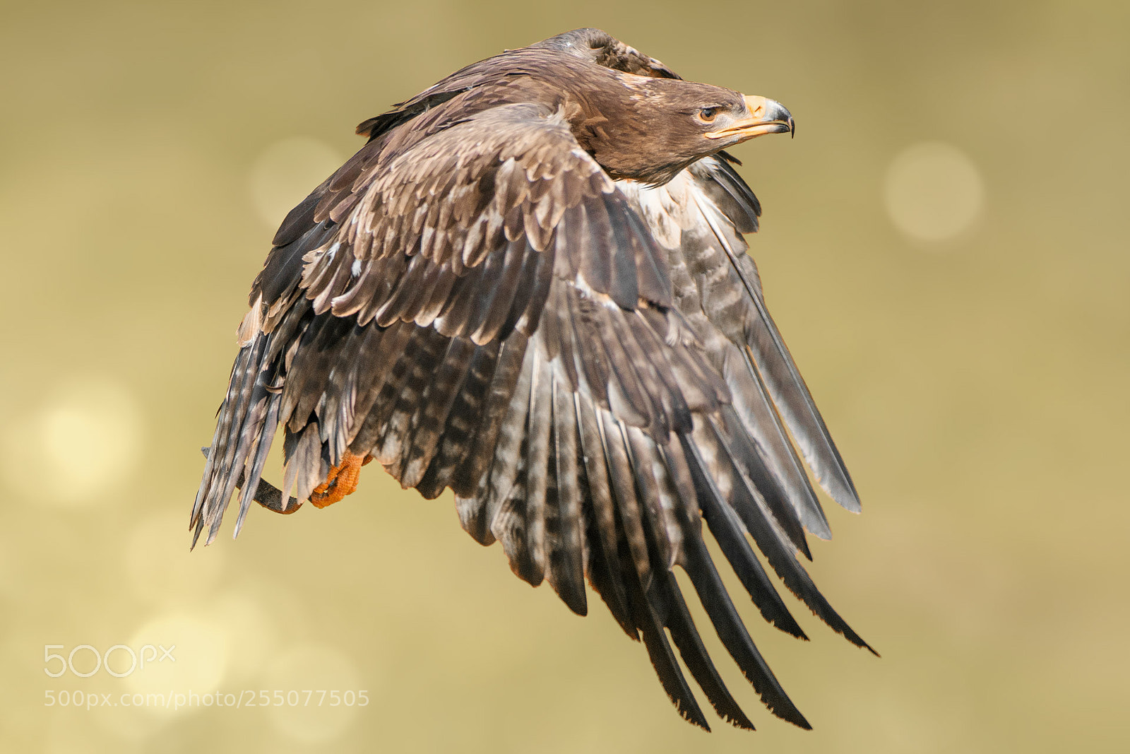 Sony a7 III sample photo. Steppe eagle photography