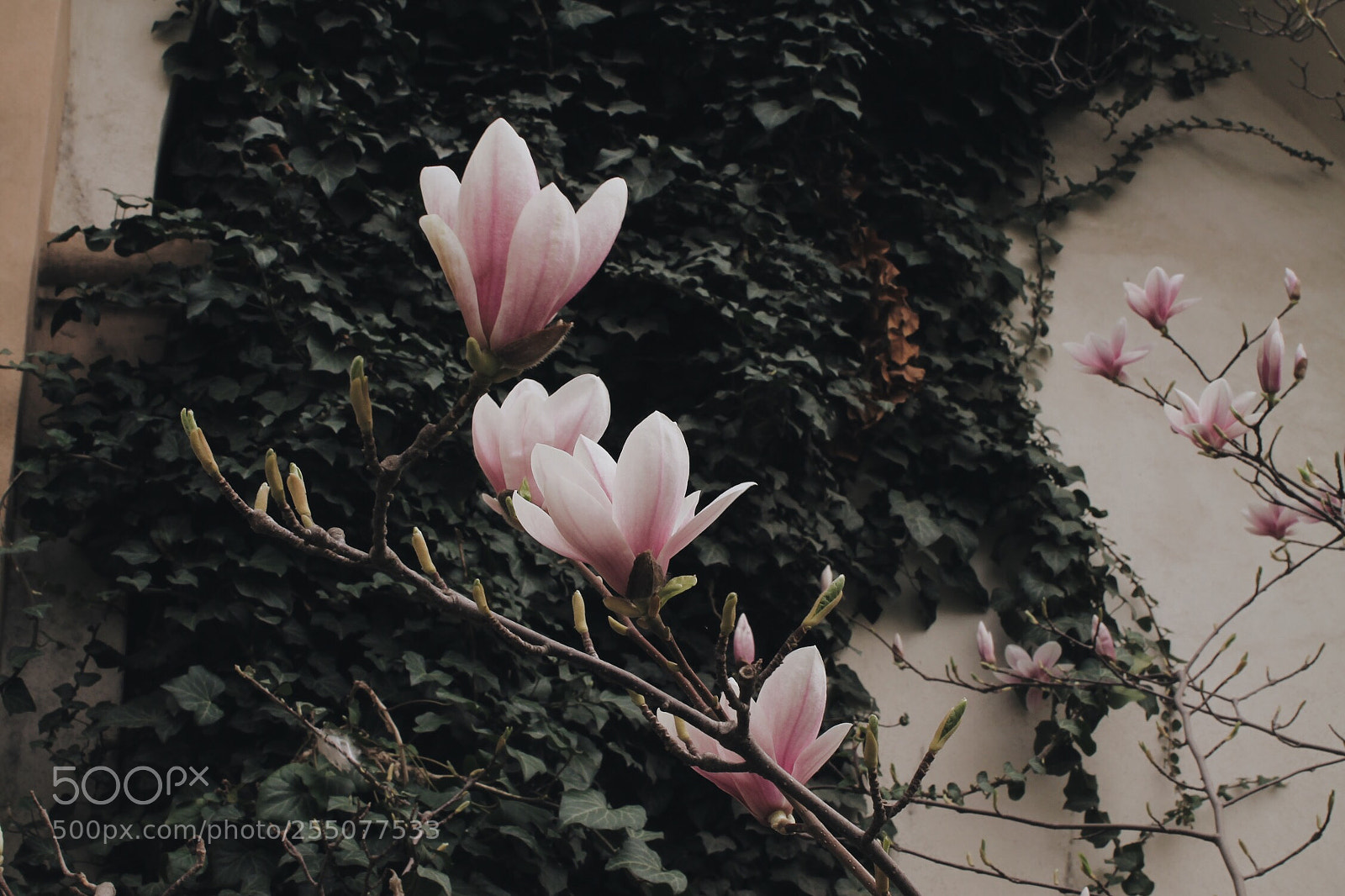 Canon EOS 1100D (EOS Rebel T3 / EOS Kiss X50) sample photo. Magnolia blooms photography