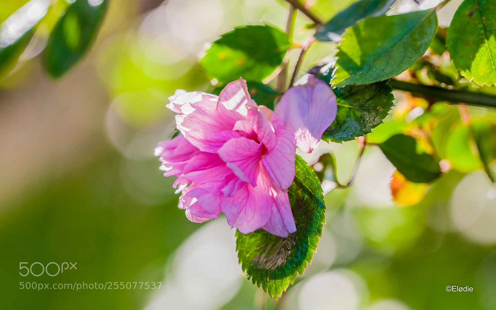 Canon EOS 5D Mark II sample photo. Pensif photography