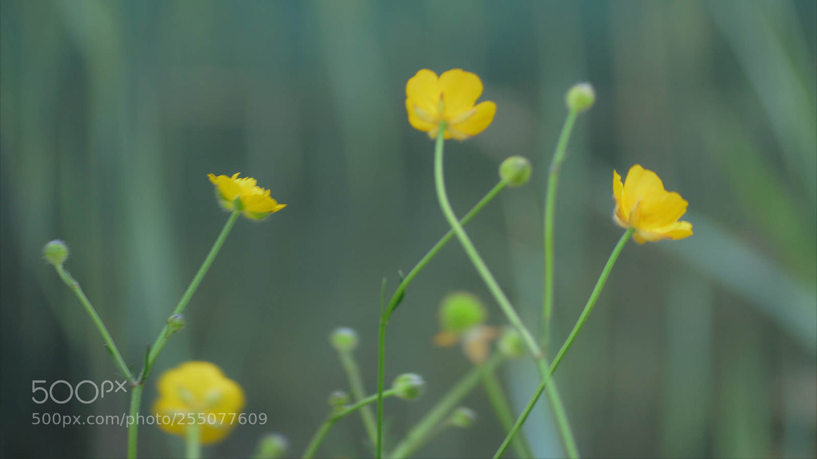 Nikon D3200 sample photo. Untitled photography
