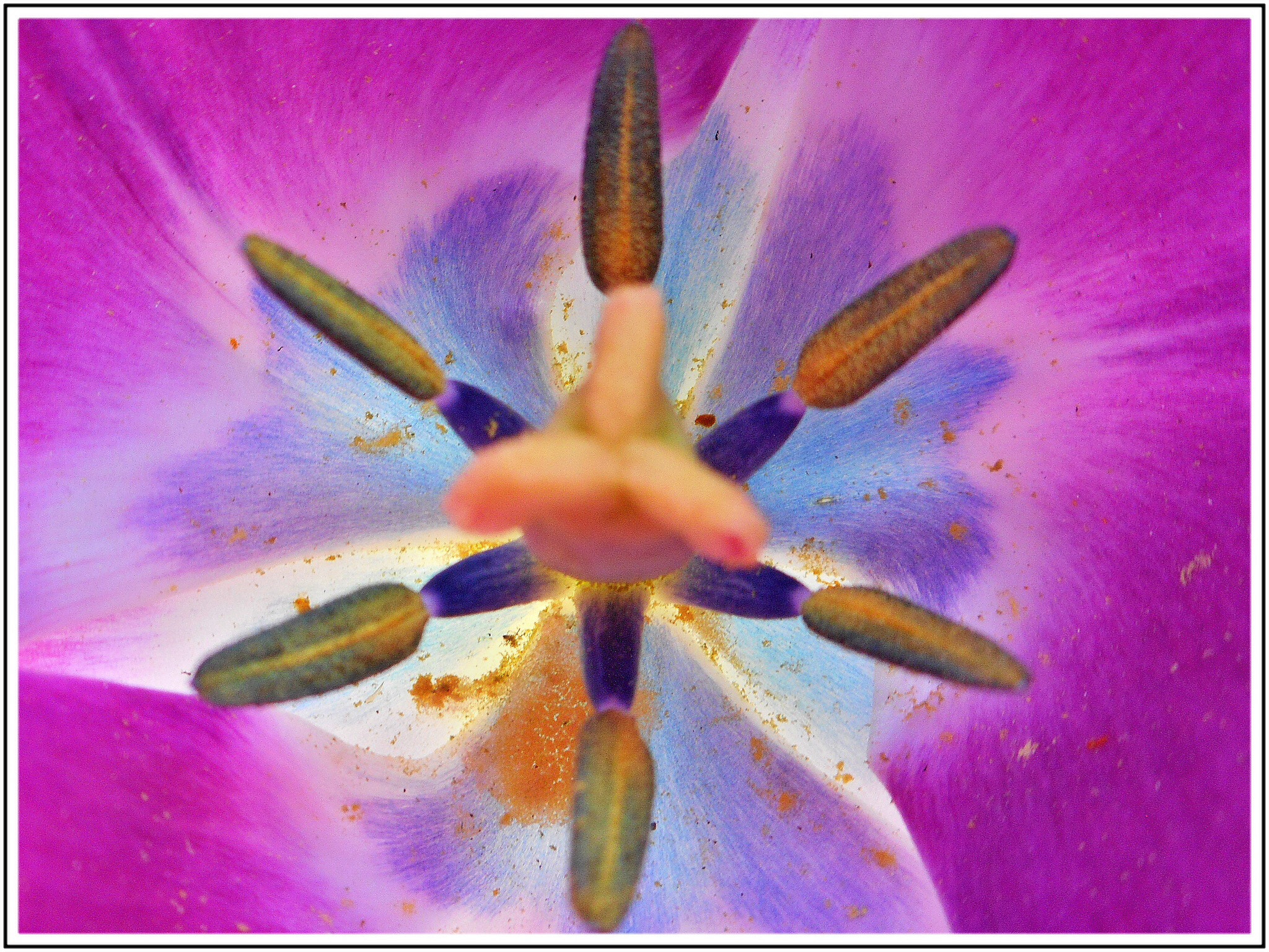 Nikon Coolpix S3700 sample photo. Coeur de tulipe photography
