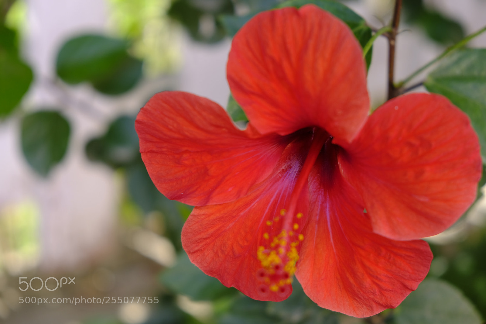 Fujifilm X-T20 sample photo. Réd photography