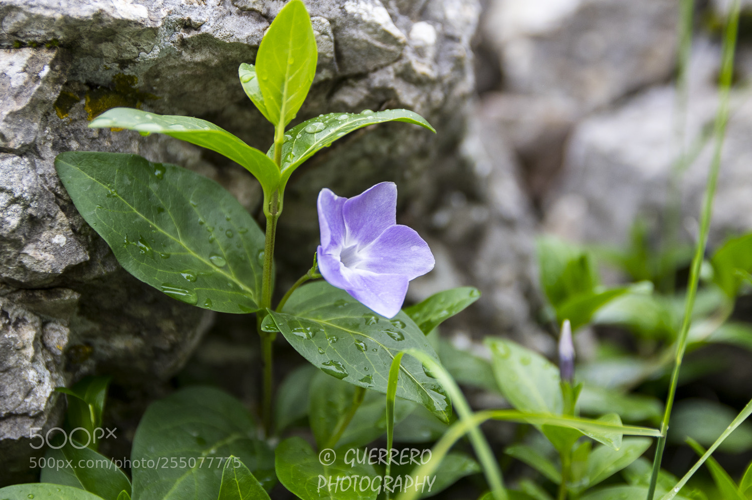 Pentax K-3 II sample photo. Flor olvidada photography