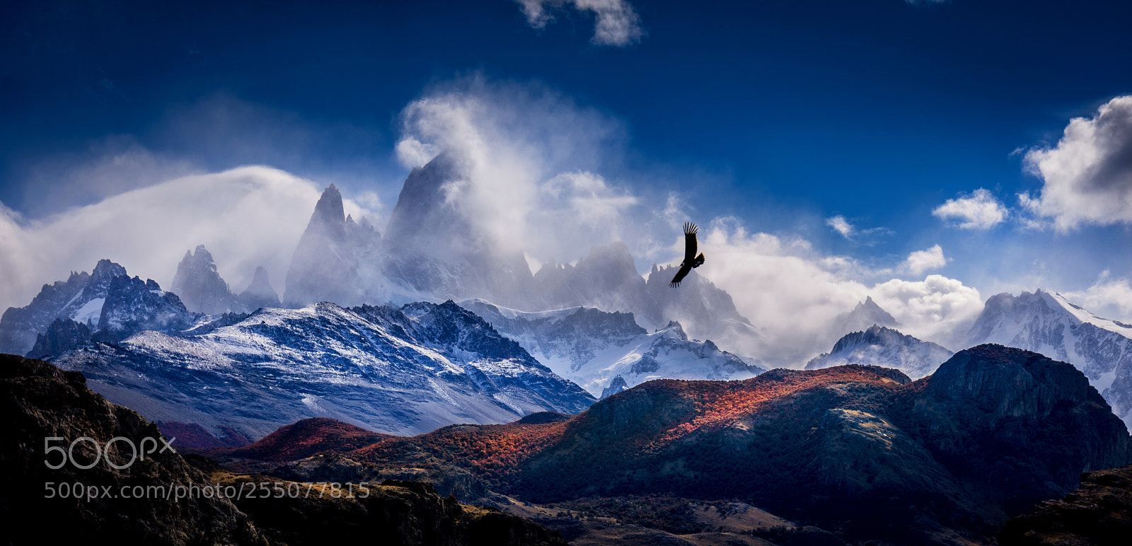 Nikon D7200 sample photo. Condor de los andes photography