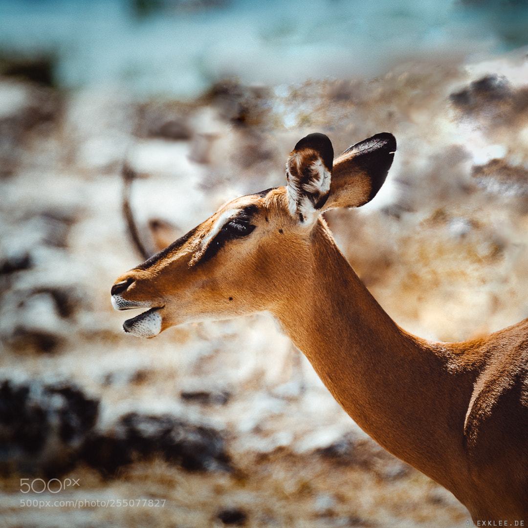 Canon EOS 7D Mark II sample photo. The female black faced photography