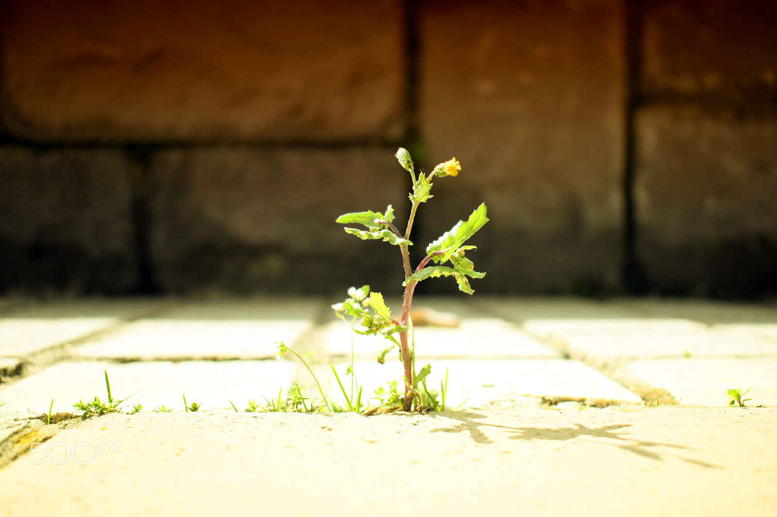 Nikon D5300 sample photo. Tiny beauty photography