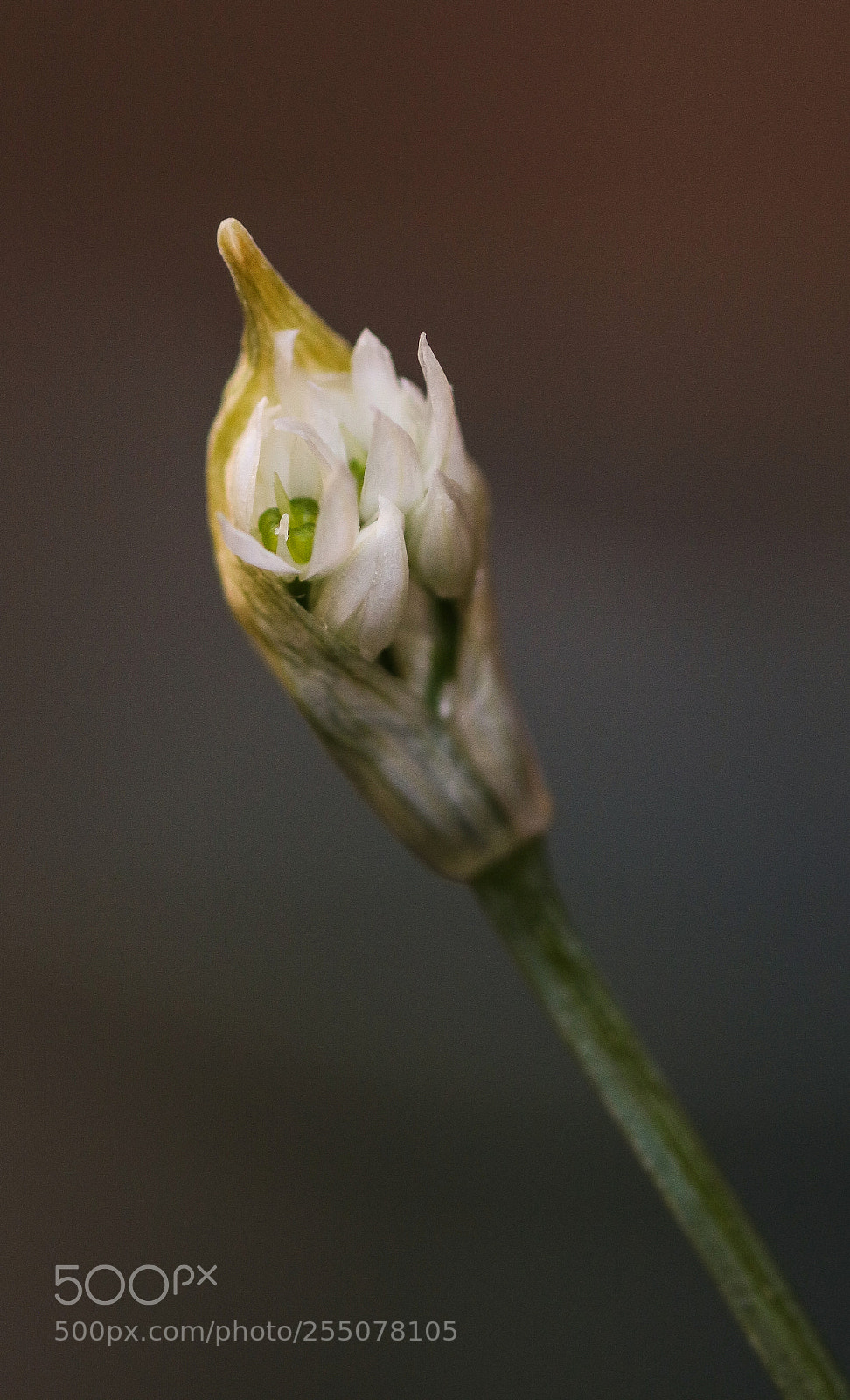 Canon EOS 750D (EOS Rebel T6i / EOS Kiss X8i) sample photo. Wild garlic in progress photography
