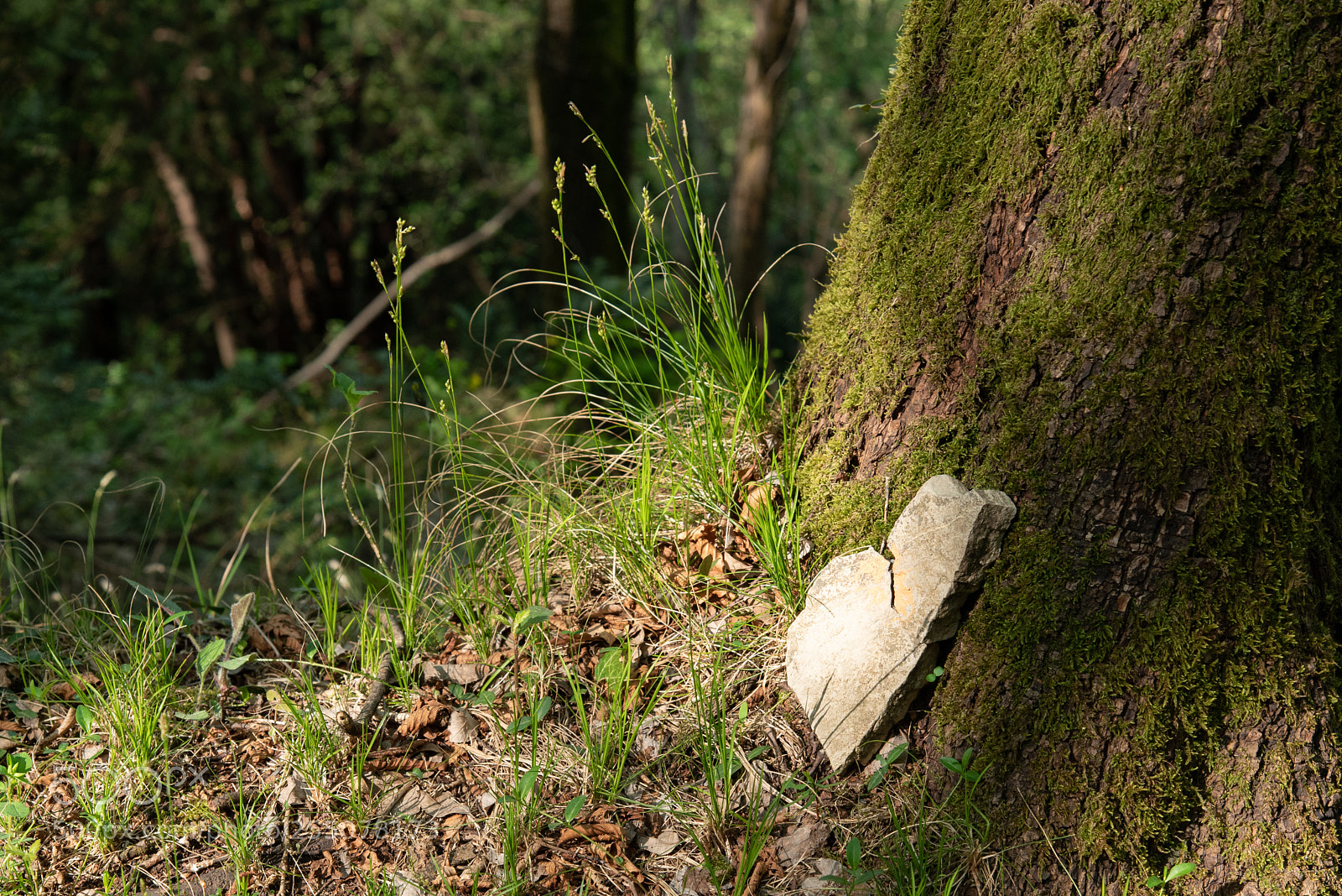 Nikon D750 sample photo. Heart of forest photography